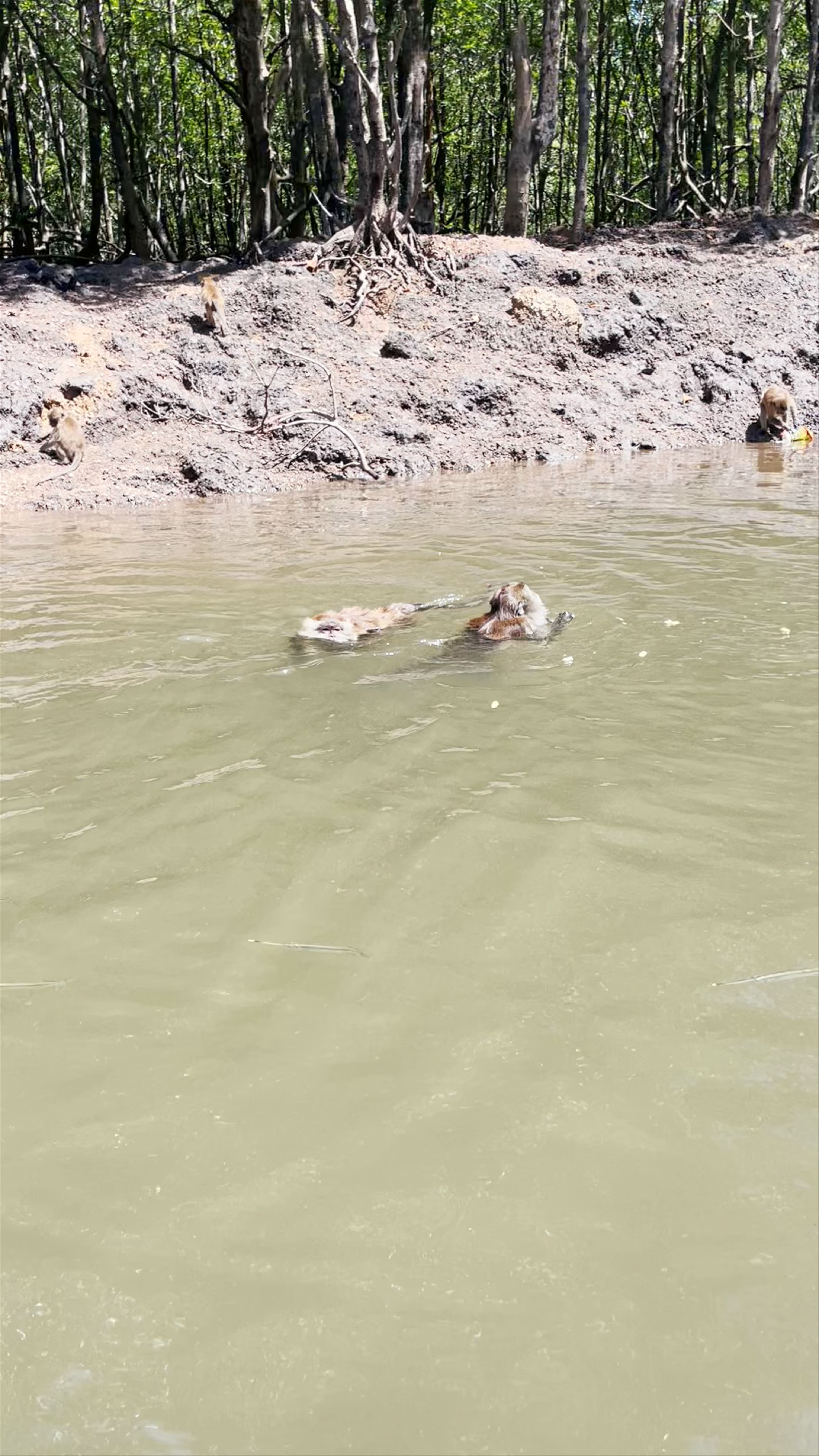 Eagle Feeding Point (Mangrove Tour)