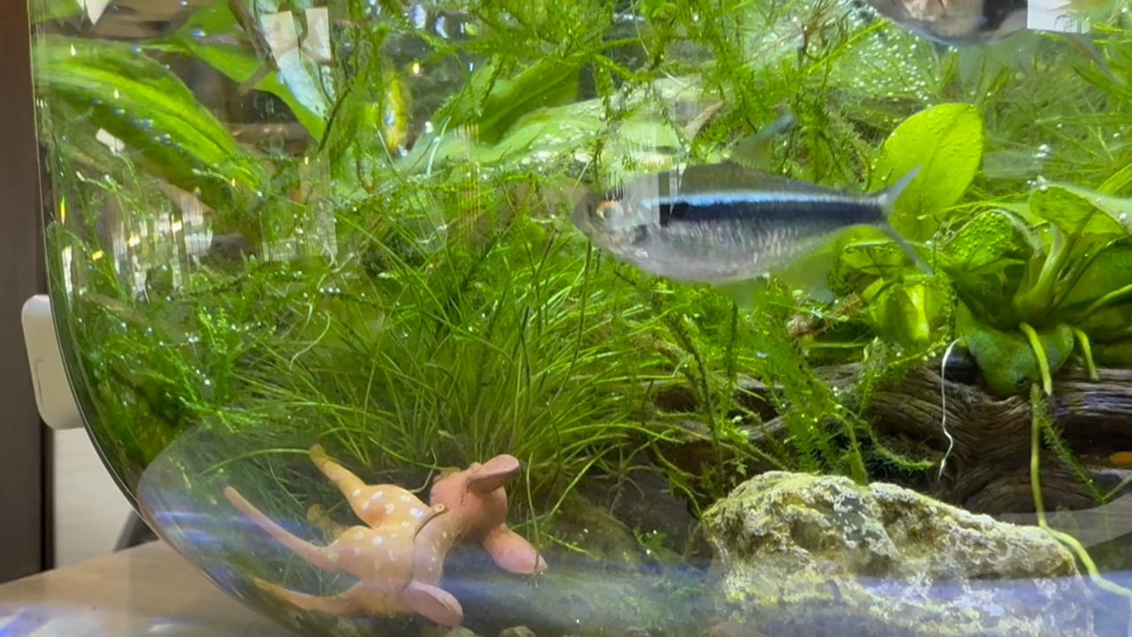 Mini Gourmet - Fishy friends near pies - Breakfast & Brunch Near Me - San Jose, California