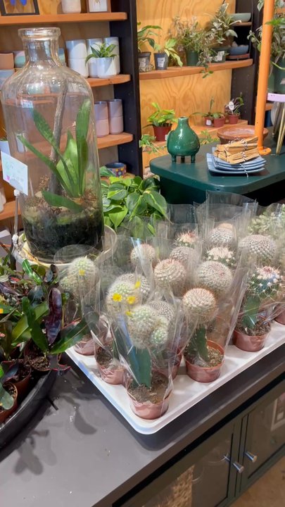 The Plant Mill - Nurseries & Gardening Near Me - Tempe, Arizona
