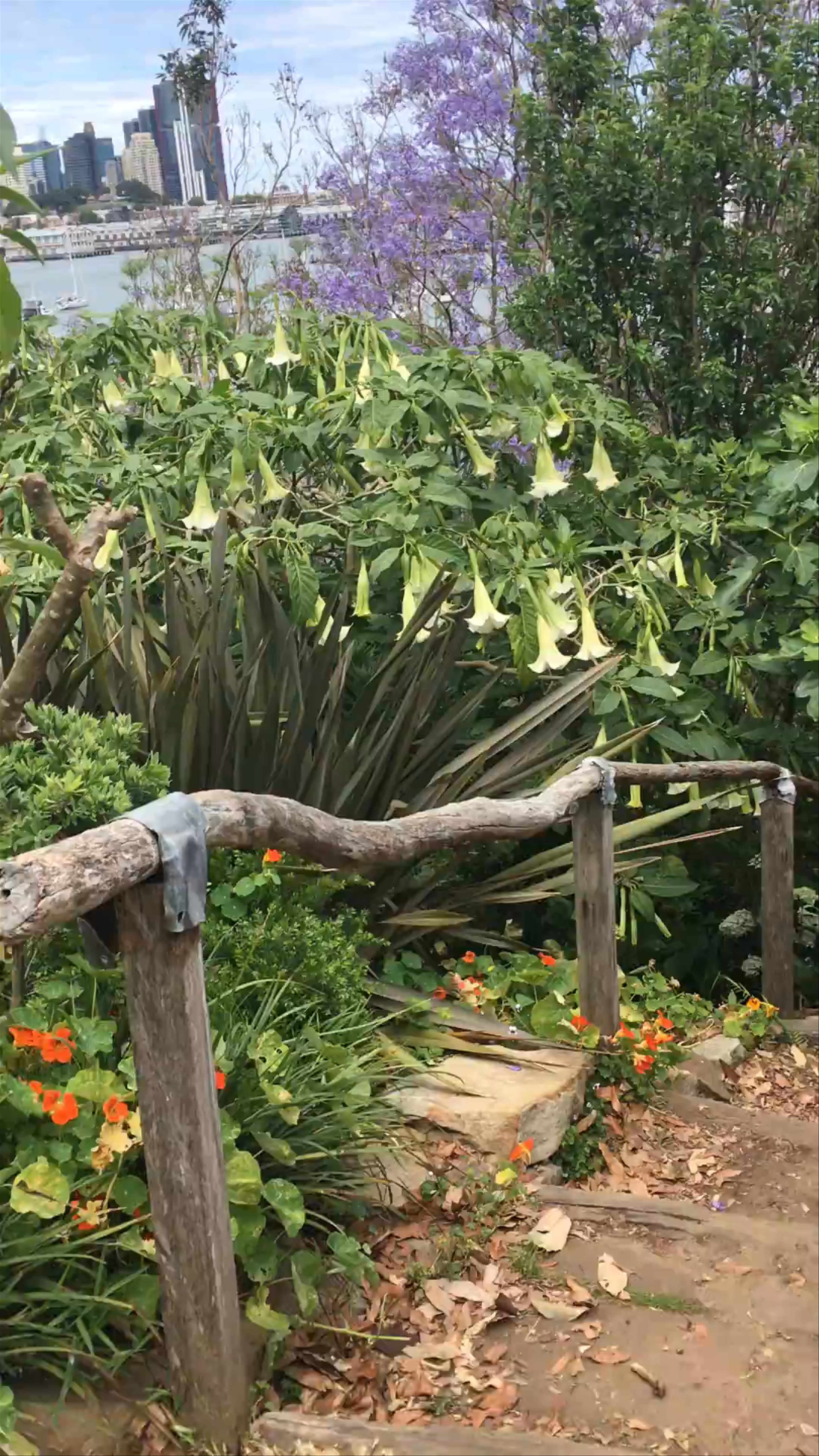 Wendy Whiteley's Secret Garden: Tranquil Green Escape in Lavender Bay