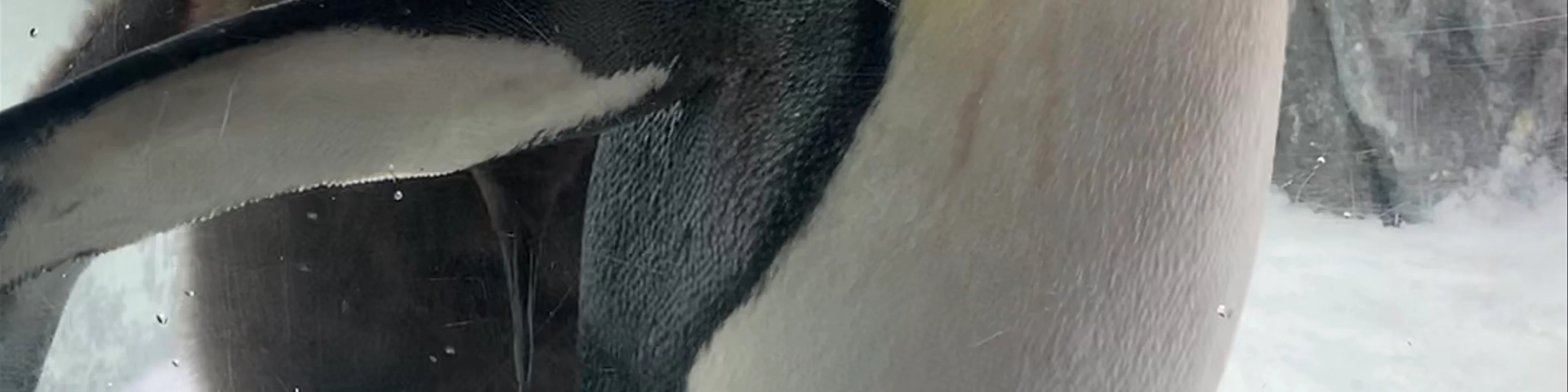 Sea World