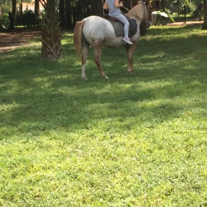 Naples Equine - She has to work to ride. Chores must be completed before & afterwards. This pony's name of sugar is so suiting to her nature. - Horse Boarding Near Me