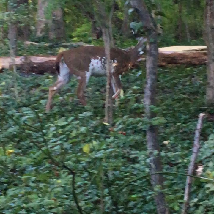 Rose Lane Park - Crossing paths with a Piebald Doe. Her buck was a few feet ahead of her. - Parks Near Me - Annandale, Virginia