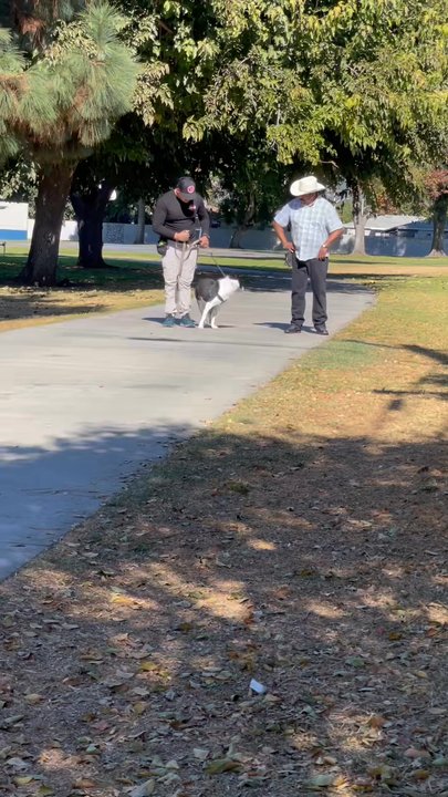 Luis Dog trainer - Bailey's first day of training. Check out how quick she learned his commands! Luis is amazing! - Pet Training Near Me - Azusa, California