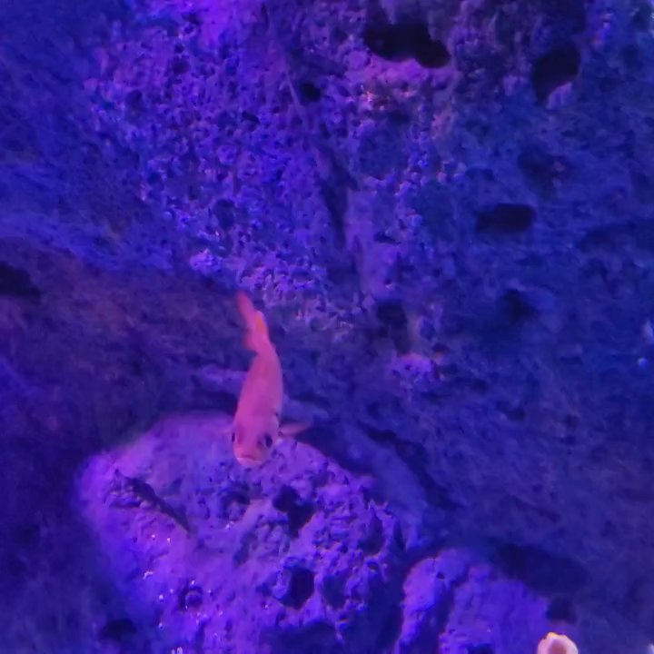 Legoland Deep Sea Adventure - Amusement Parks Near Me - Carlsbad, California
