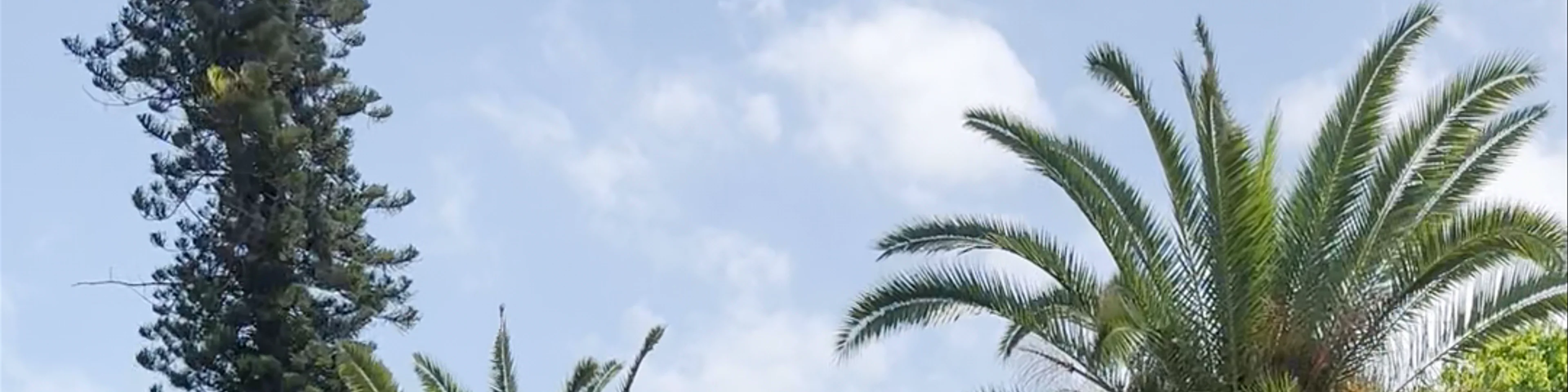 Loro Parque