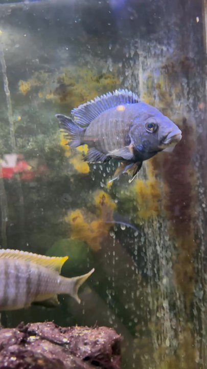 Java Kava Cafe - fishies in the tank - Coffee & Tea Near Me - Largo, Florida