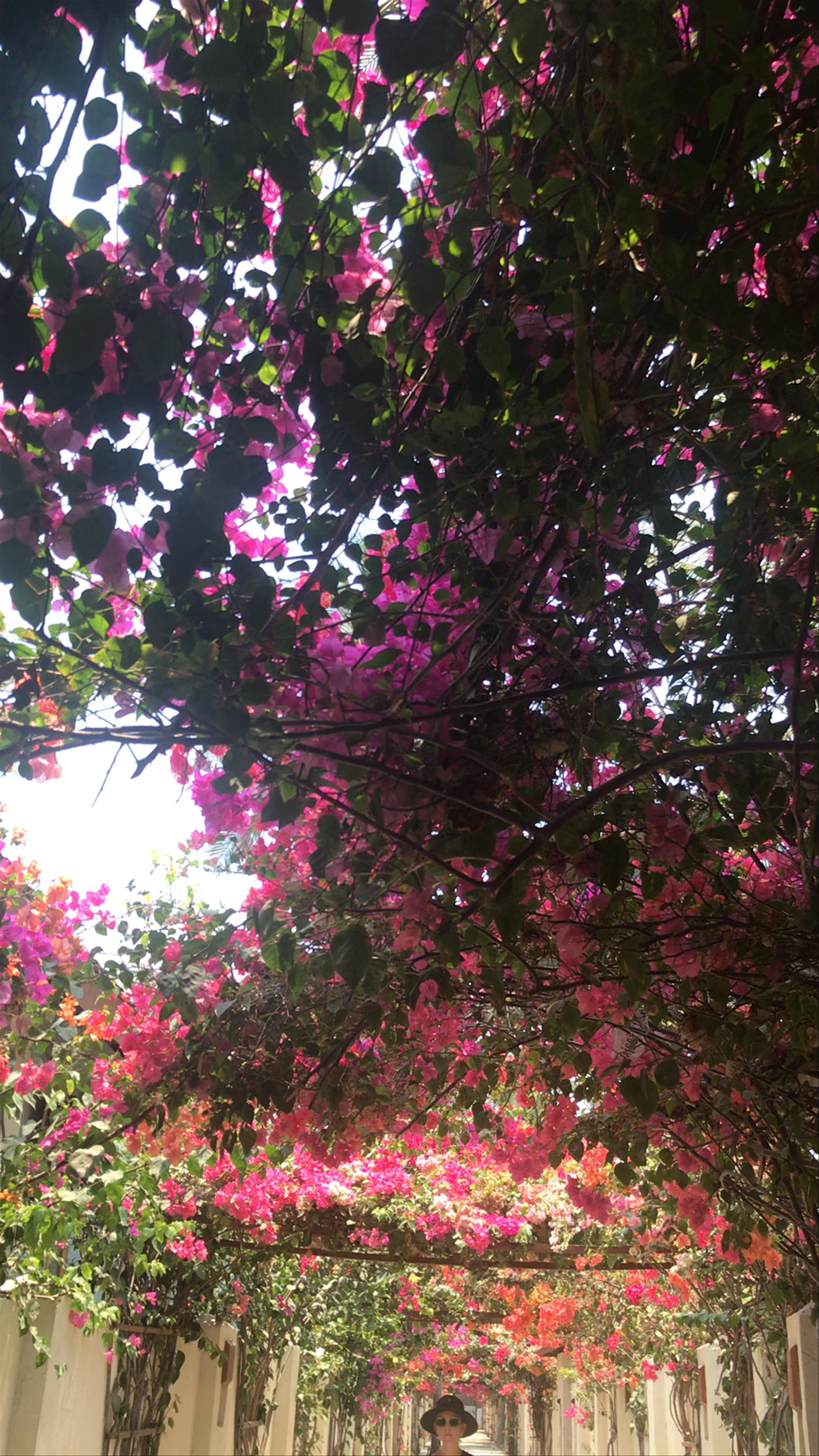 Bougainvillea Canopy Walk in Gili Indah, North Lombok