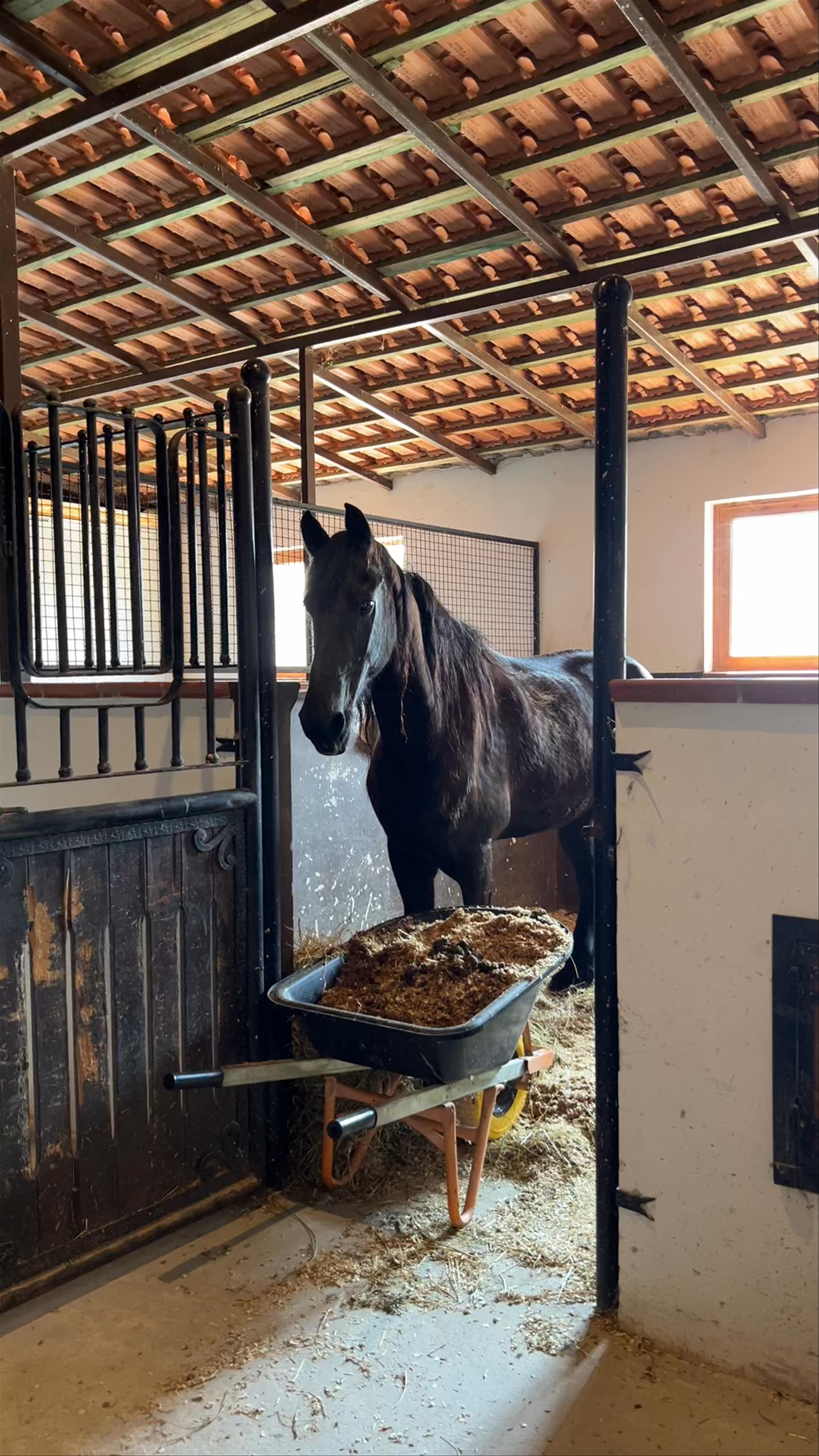 Intimate Moments with Horses at Kodra e Kuajve, Durrës