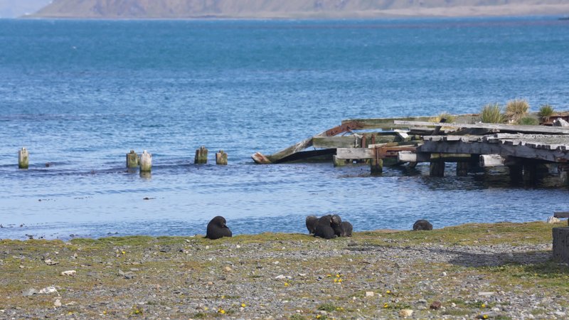 Saint Georgia Seals poster