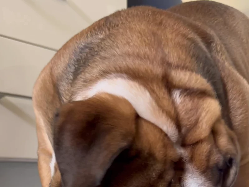 Dog snuffle mat ad