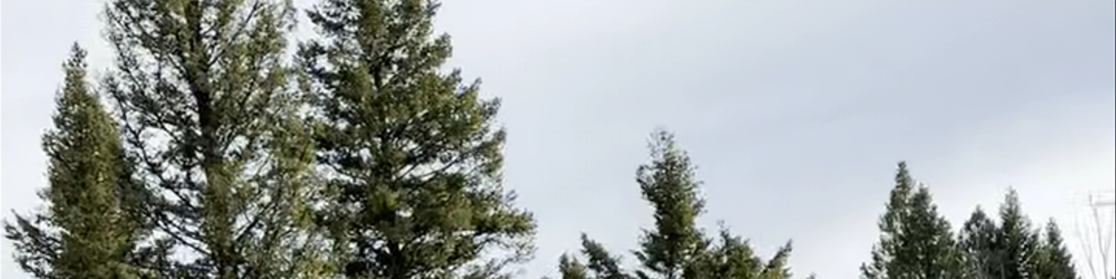 Targhee Creek Trailhead