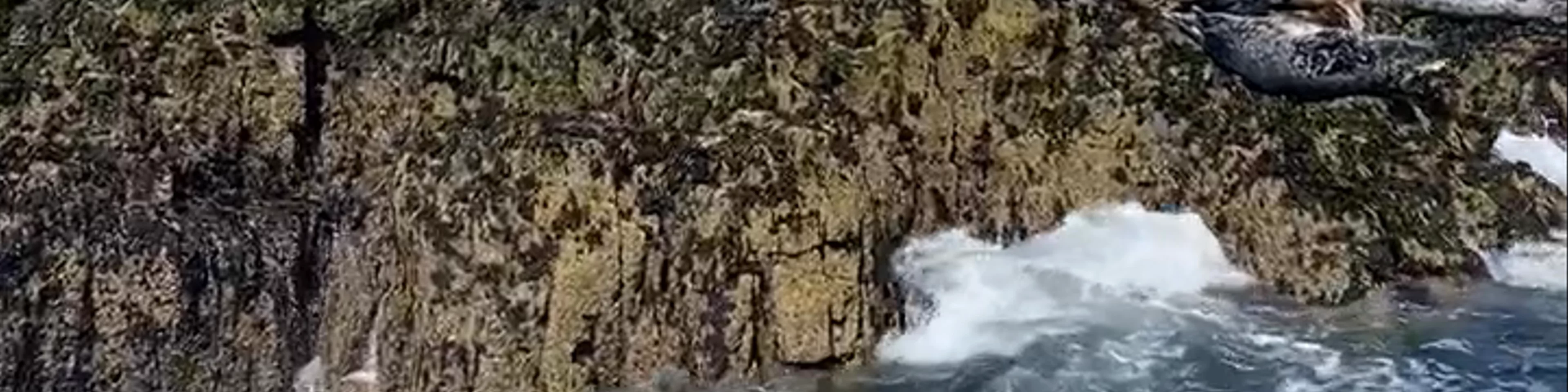 Farne Islands