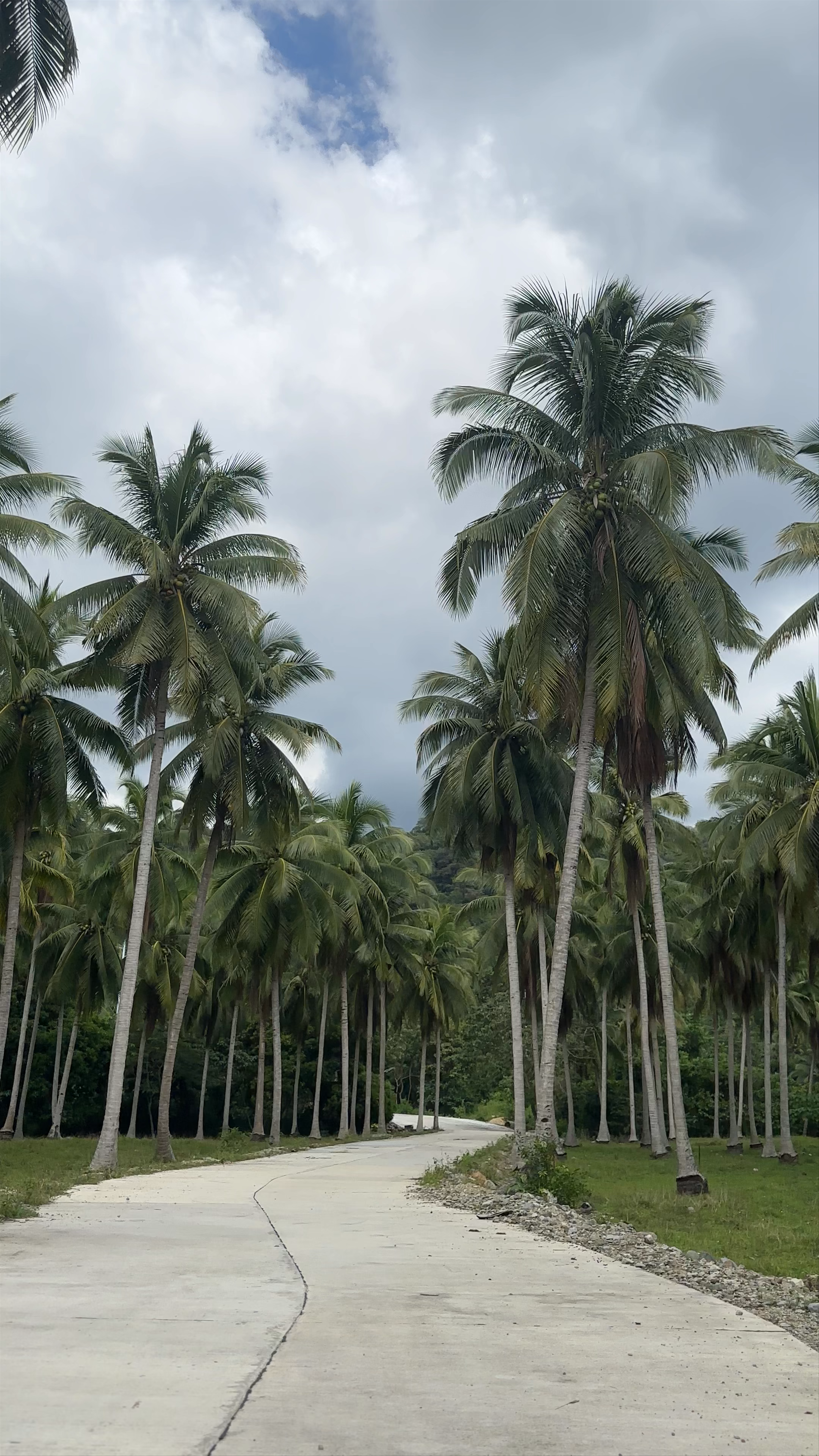 Coconut Plantation