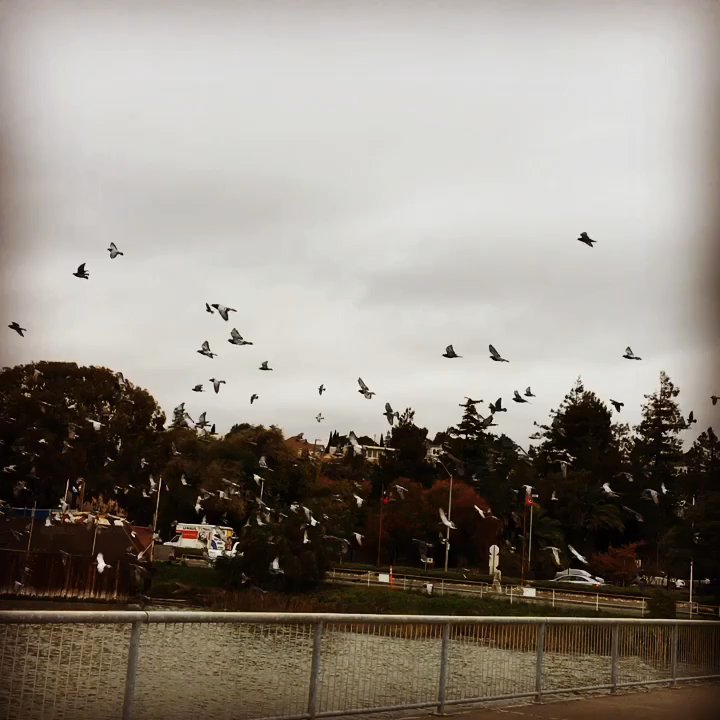 Vallejo Municipal Marina - Flock of seagulls! - Marinas Near Me - Vallejo, California