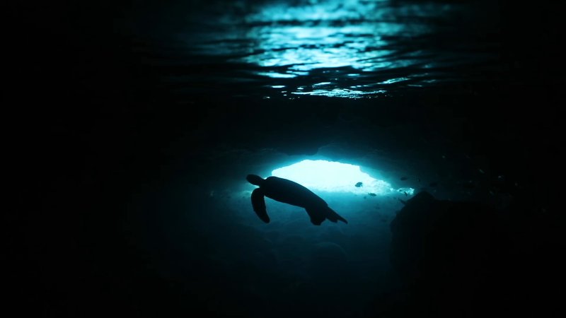 Sea Turtle in an Underwater Cave poster