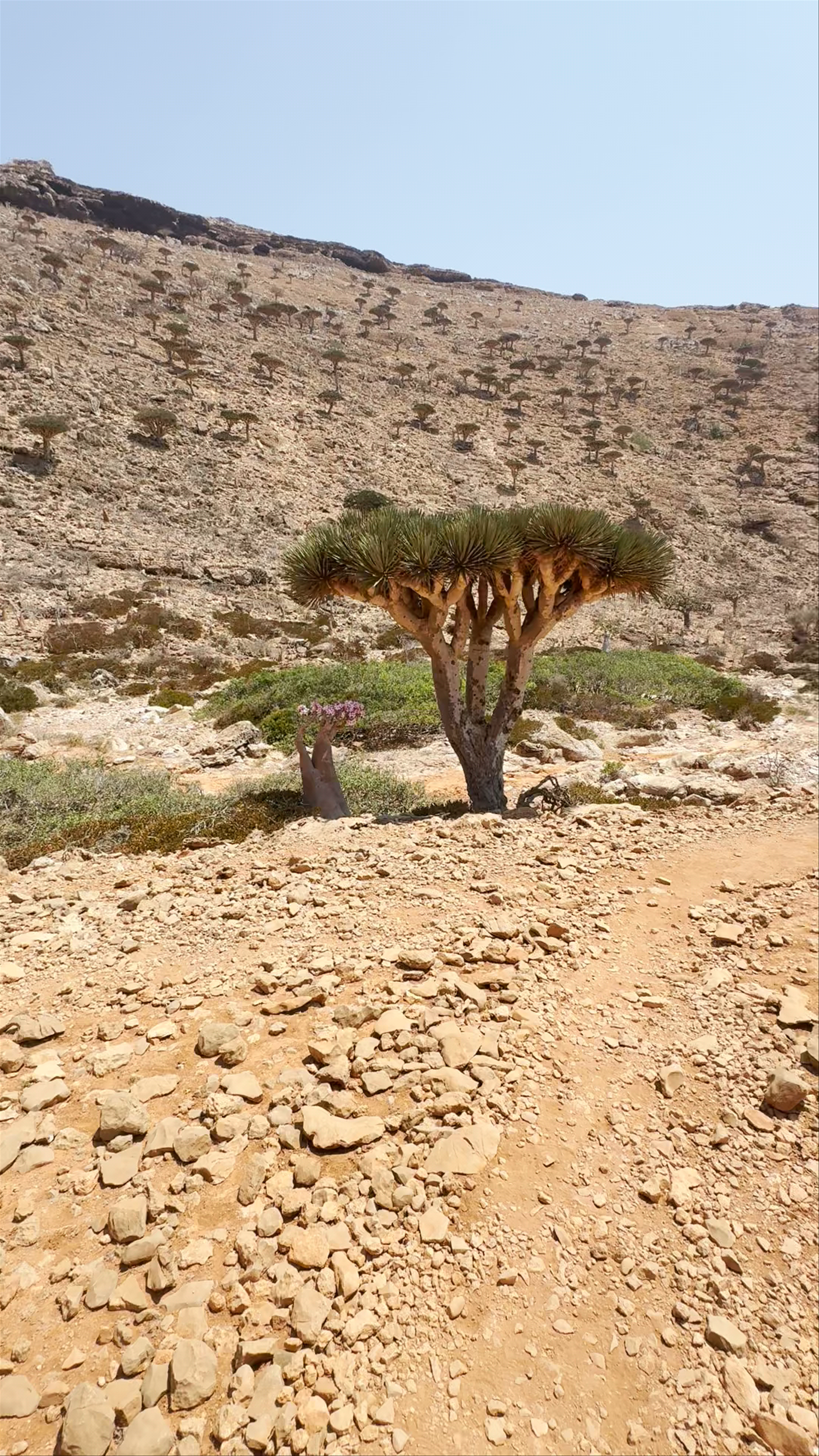 Wilderness Majesty of Yemen's Hajhir Mountains