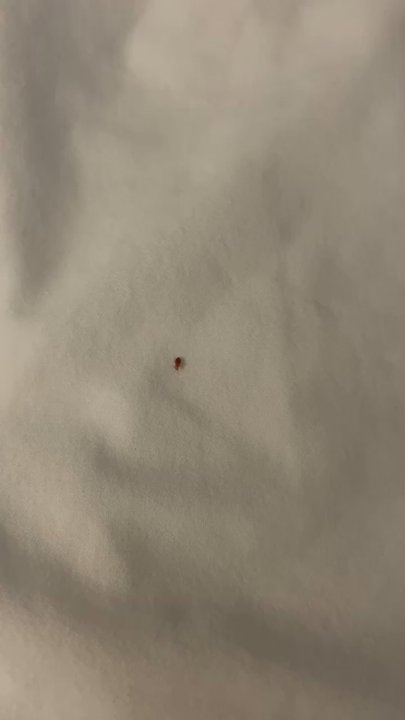 Hampton Inn Suffolk - Seen bed bug and they didn't even care. Nor can I get refunded until they have termix people come out. Unacceptable!! - Hotels Near Me - Suffolk, Virginia