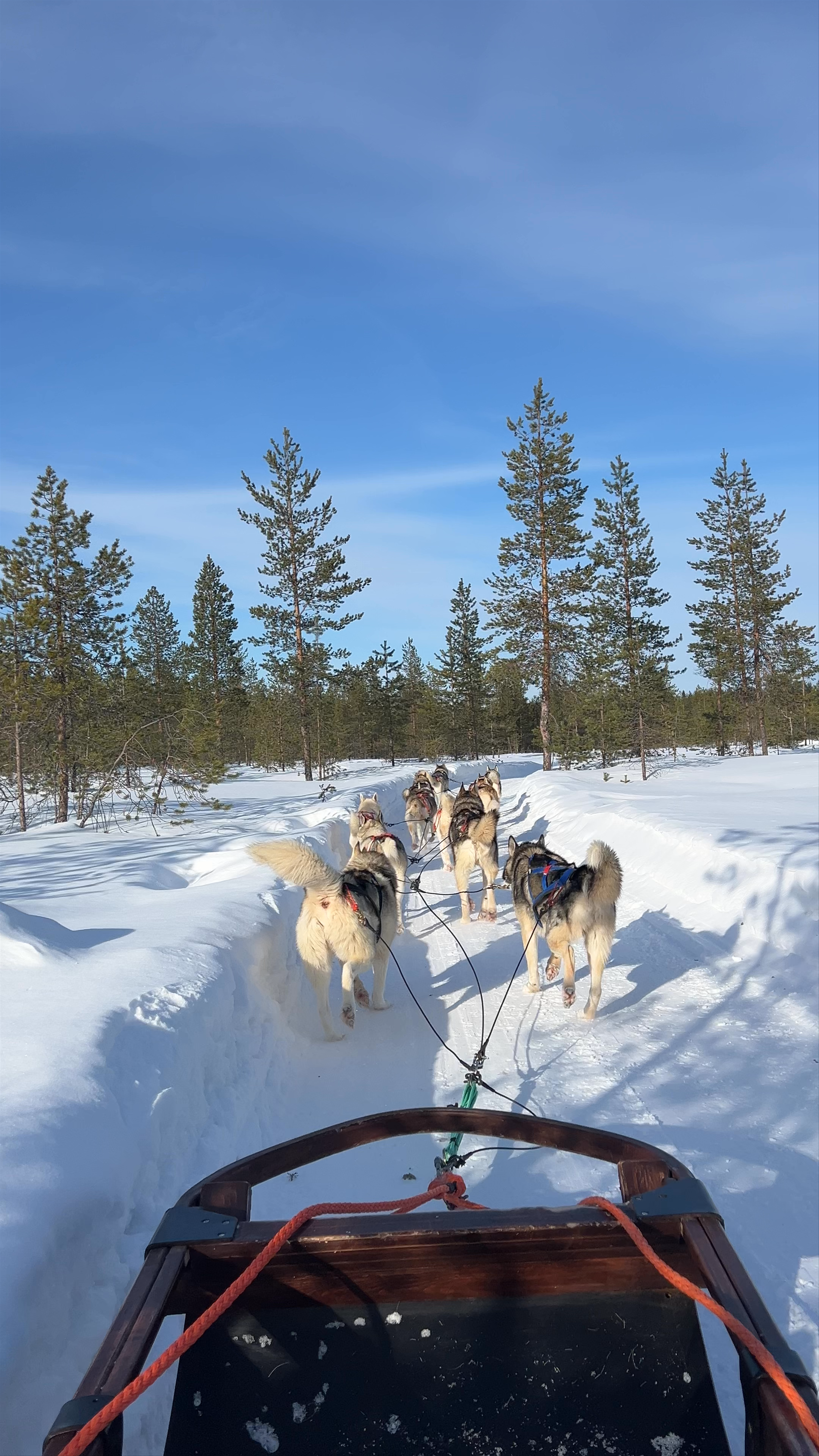 Arctic Circle Husky Park