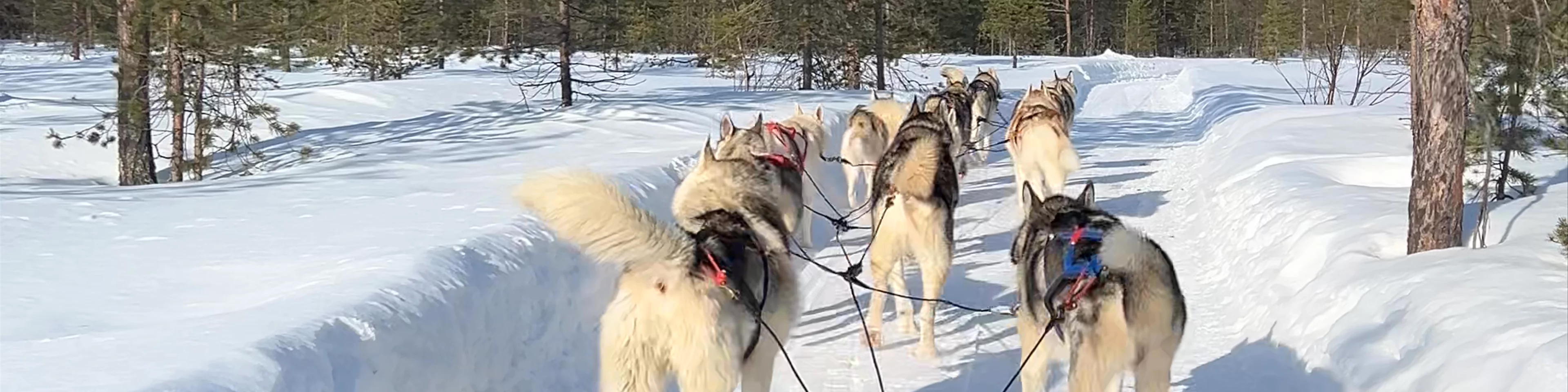 Arctic Circle Husky Park