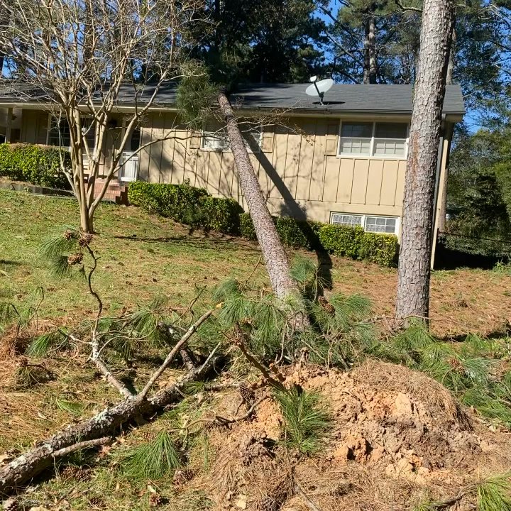 Cut N Edge Tree Solutions - That's what happens when you rain a lot - Tree Services Near Me