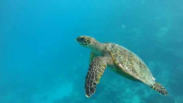 Photo of Swimming With Turtle