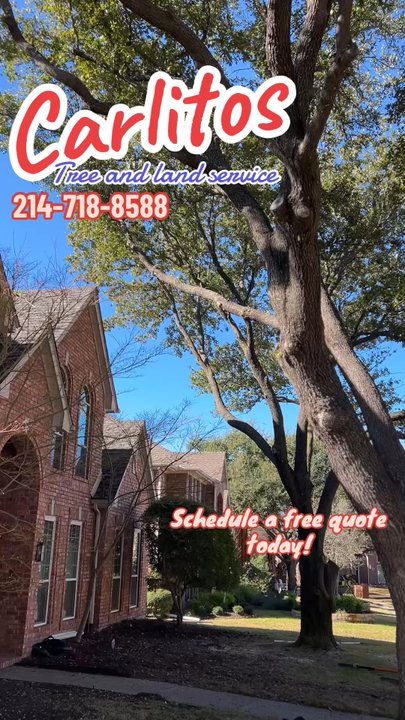 Carlitos Tree And Land Service - Great work as always delivering quality services! - Tree Services Near Me