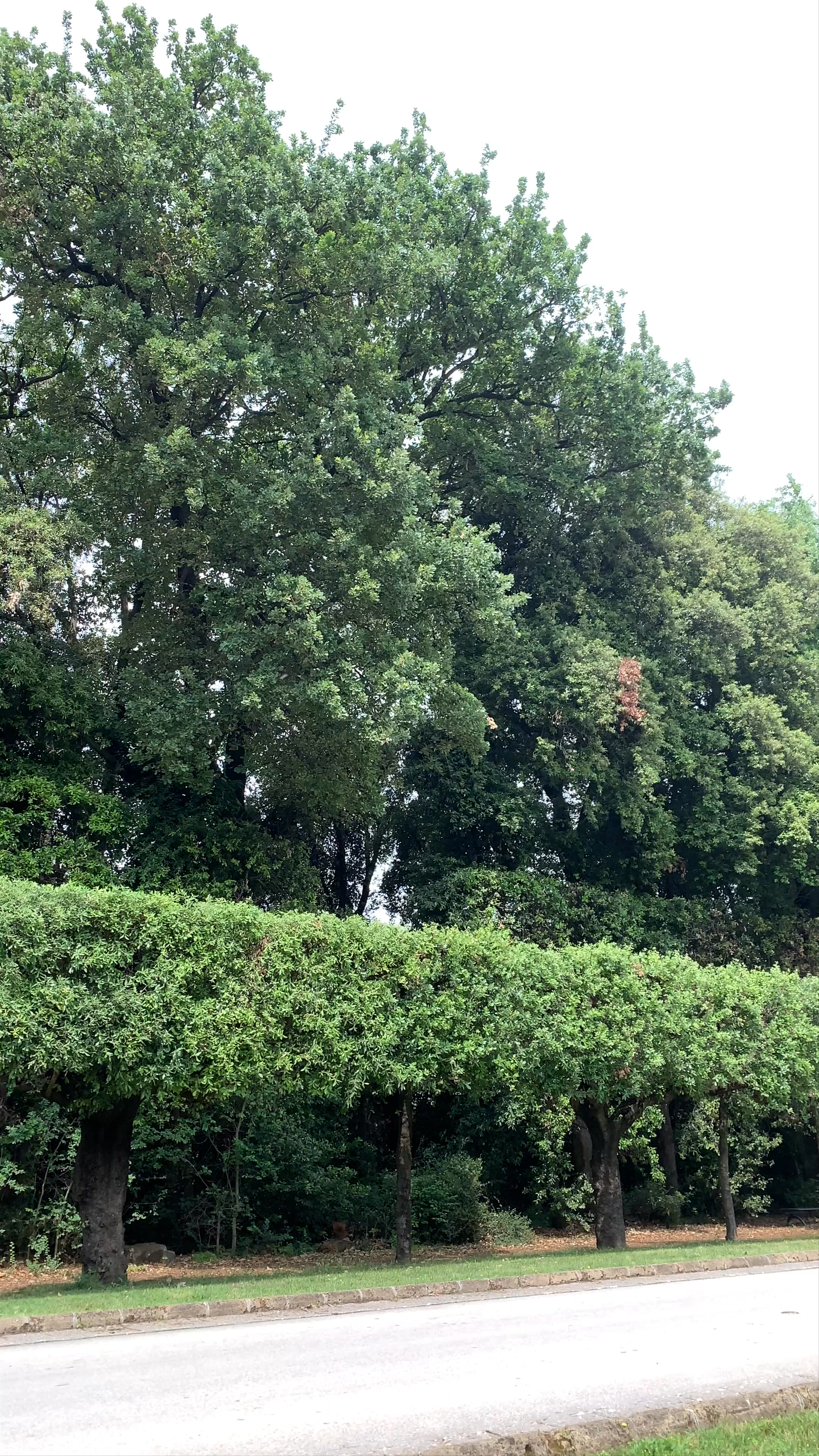 Giardini Reali - Reggia di Caserta