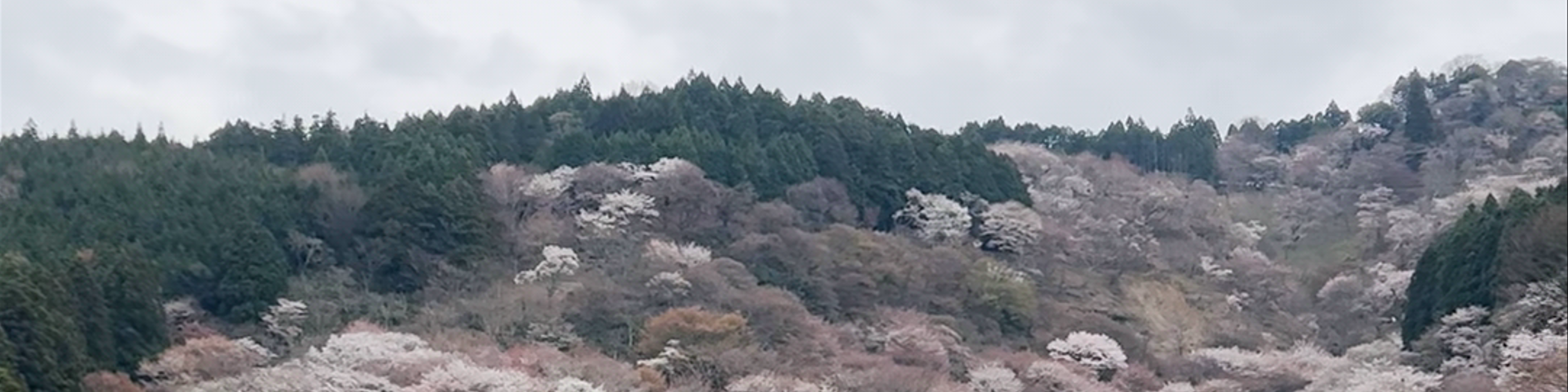 Kashiwara