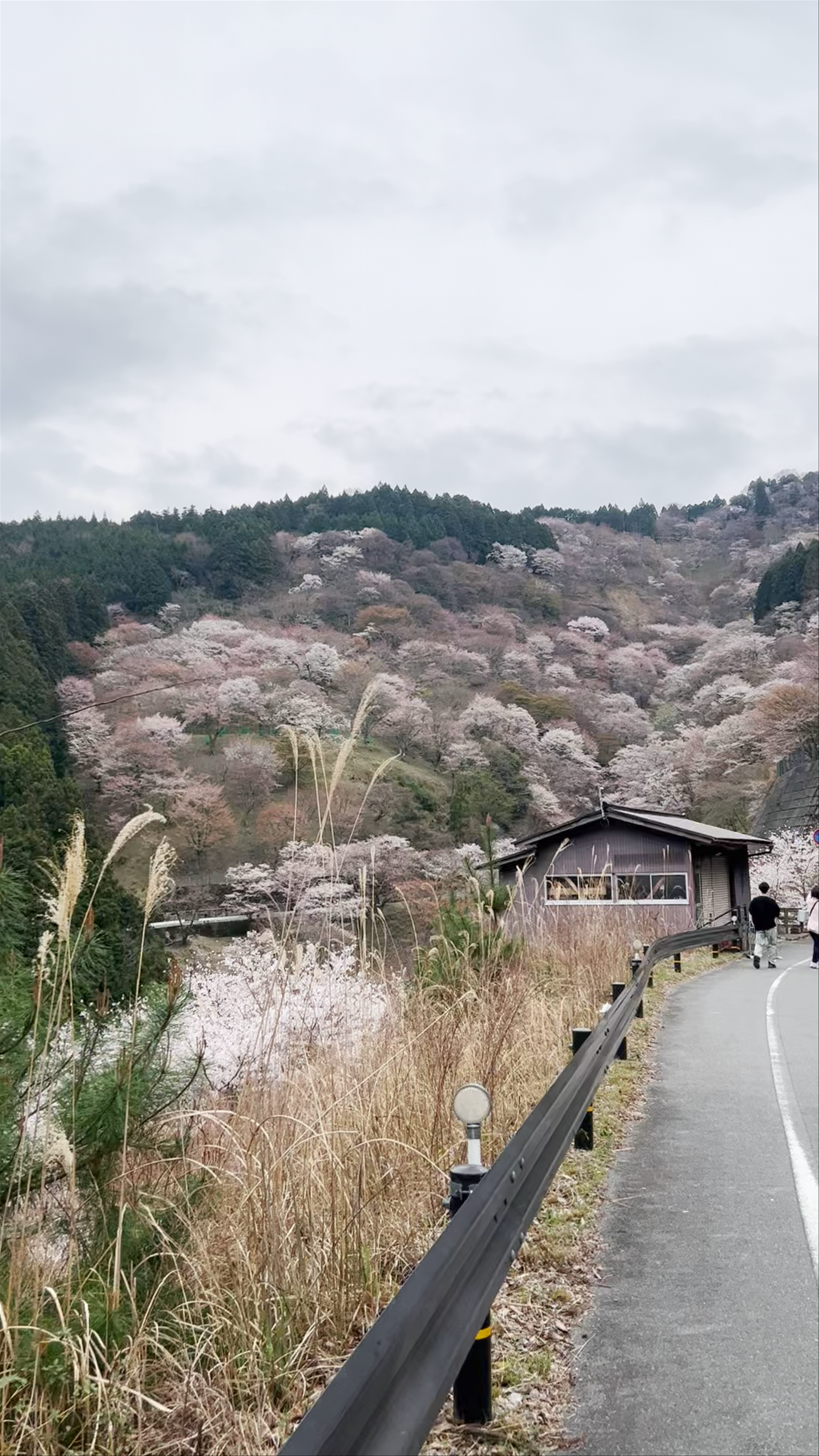 Mount Yoshino: Cherry Blossoms and Spring Wonders in Nara, Japan