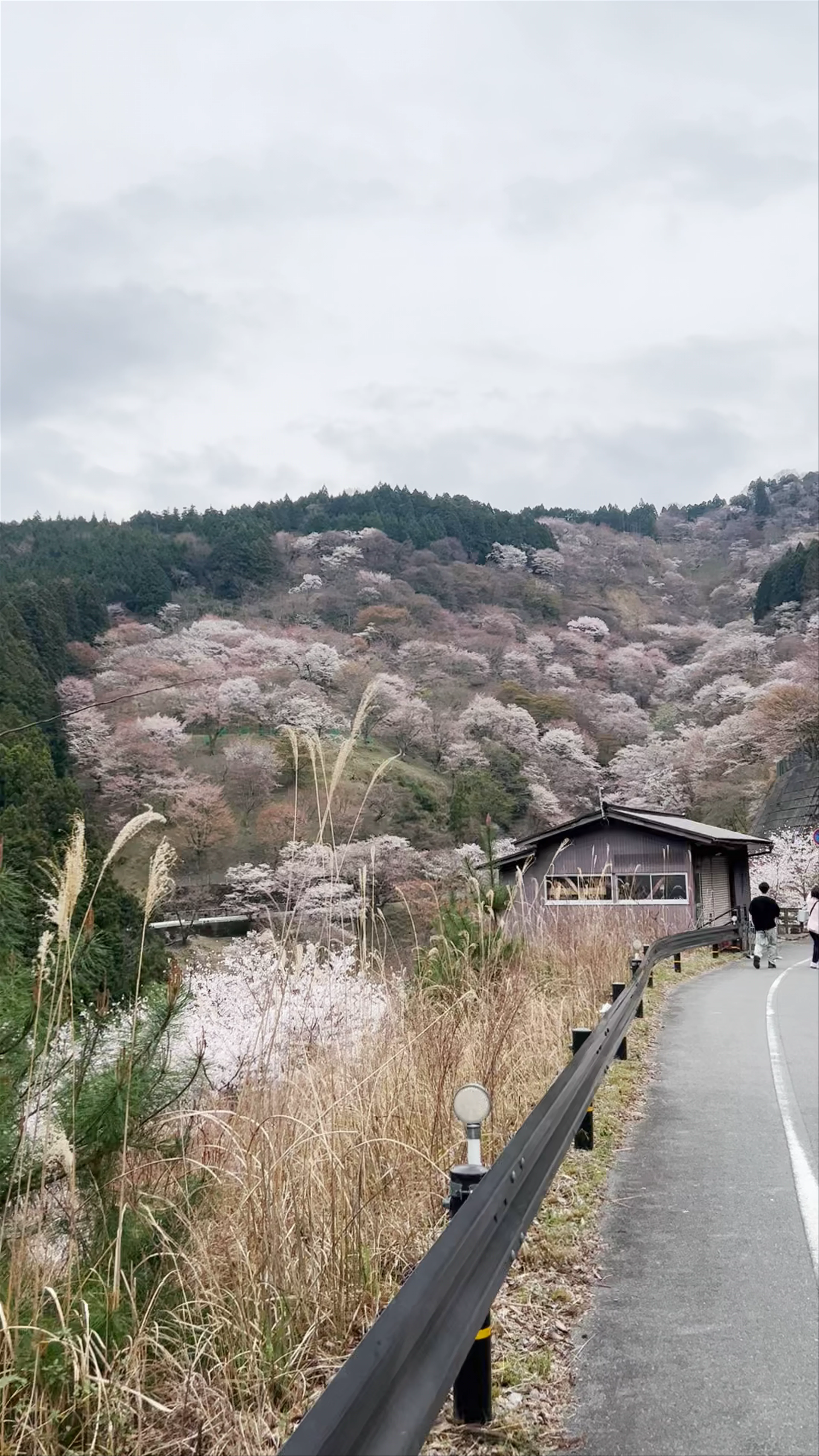 Mount Yoshino