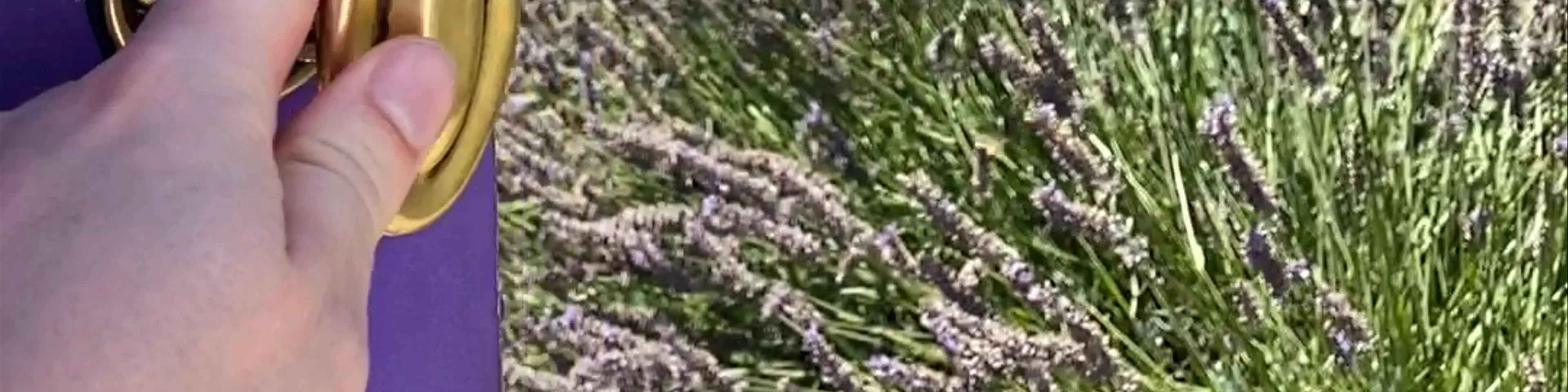 Wanaka Lavender Farm Morris Road