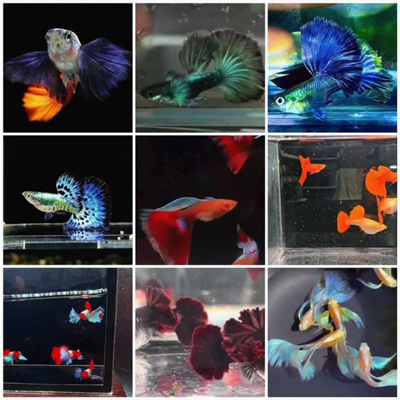 Siamese fighting fish (sometimes Betta, esp. US)