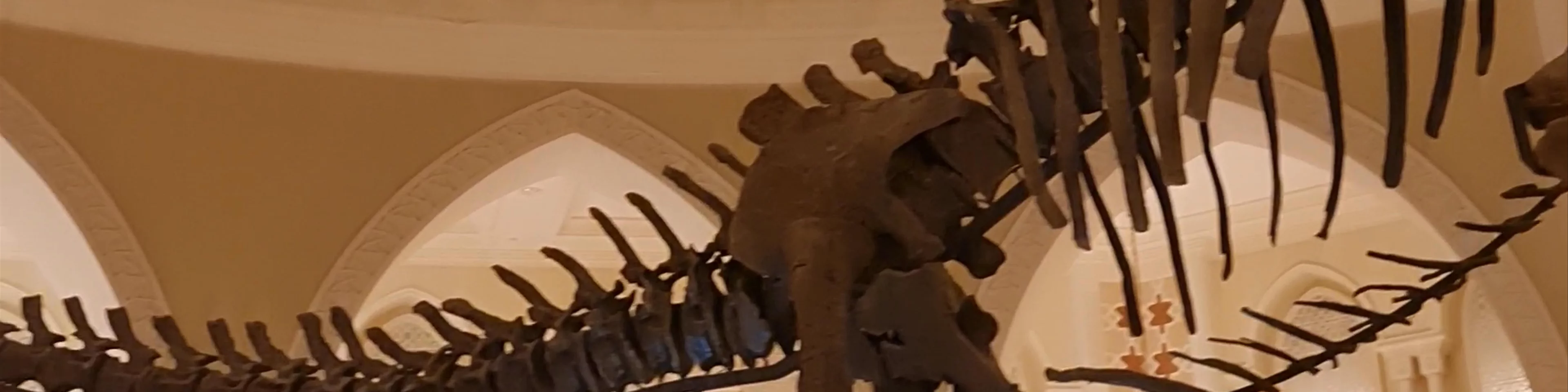 Dubai Dino - Dubai - United Arab Emirates