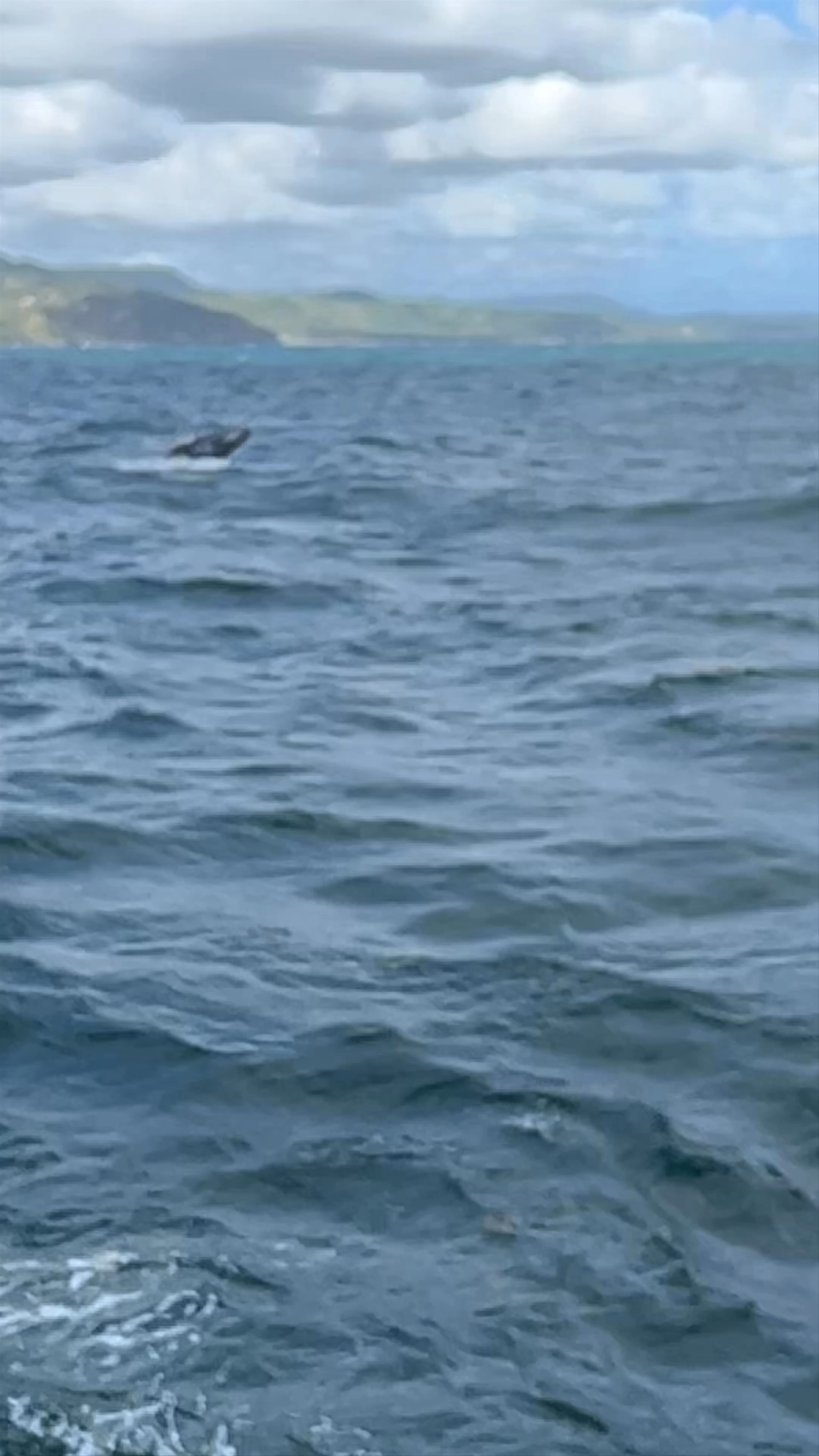 Whale Samana by Kim Beddall