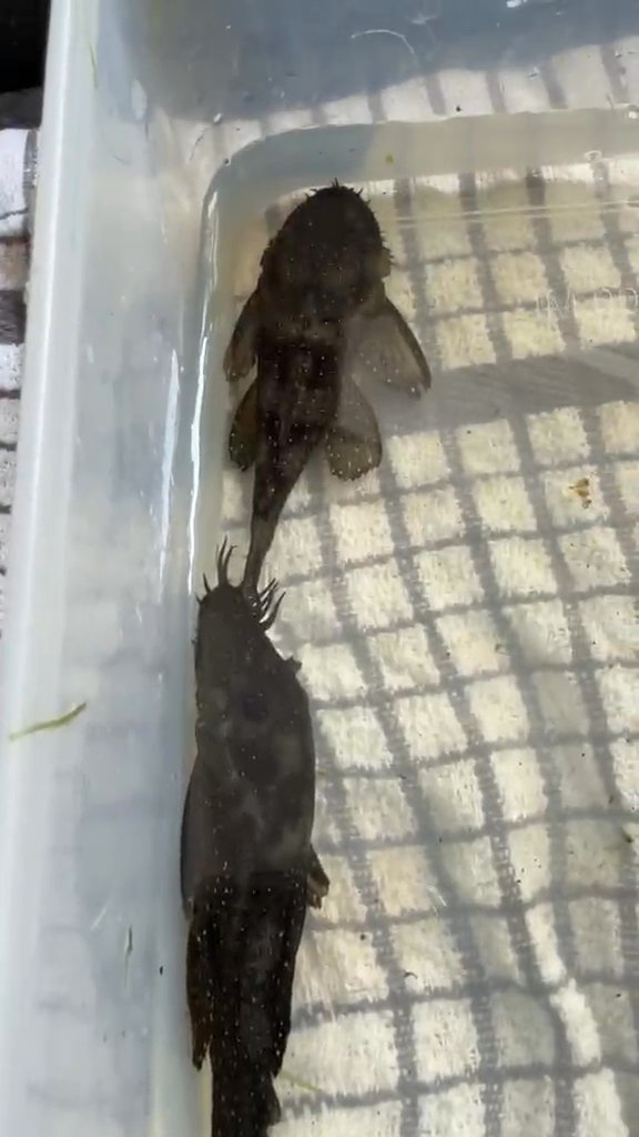 Breeding pair of l183s