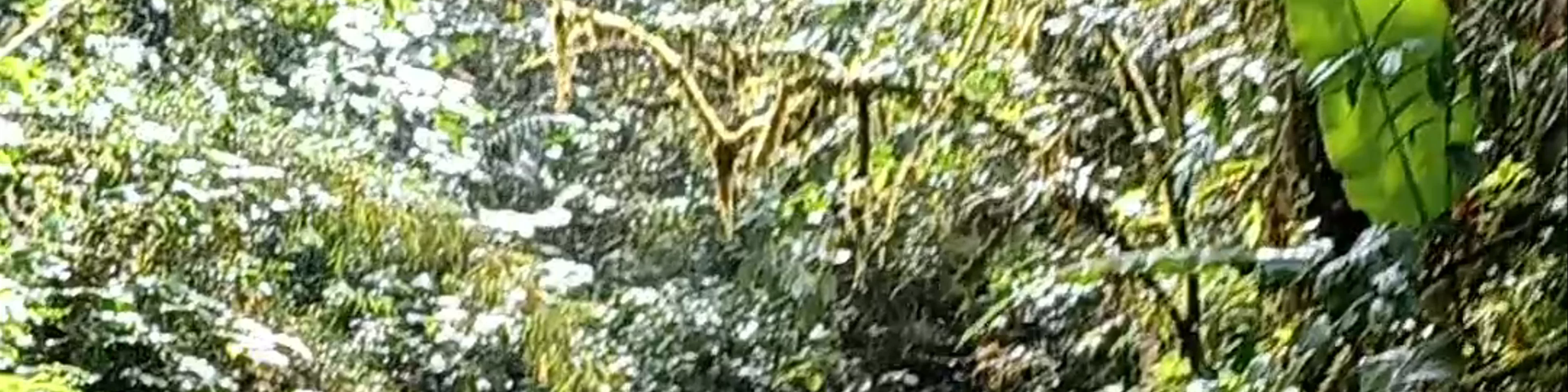 Catarata Cabeza de Tortuga