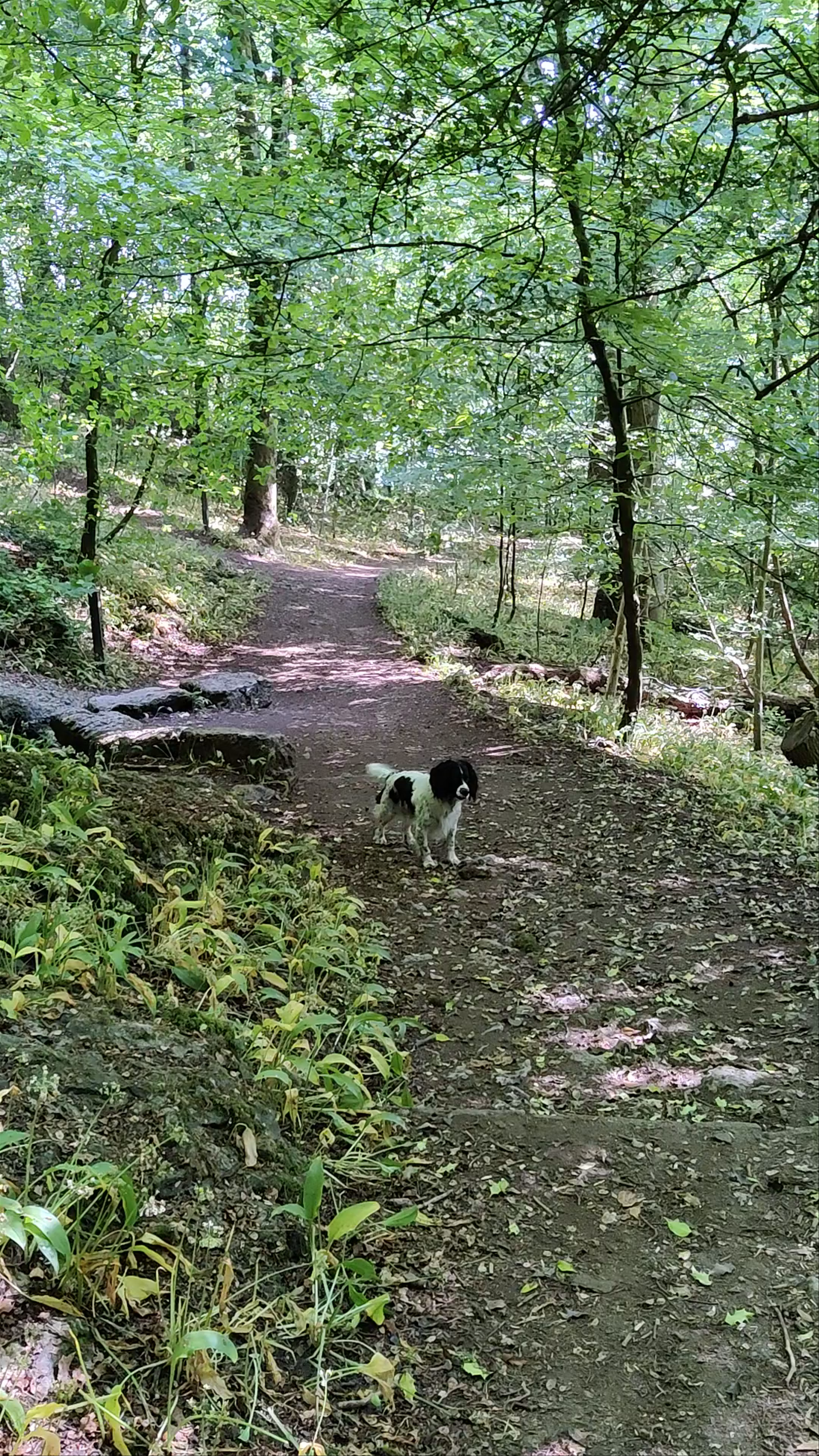 Serpentine Woods