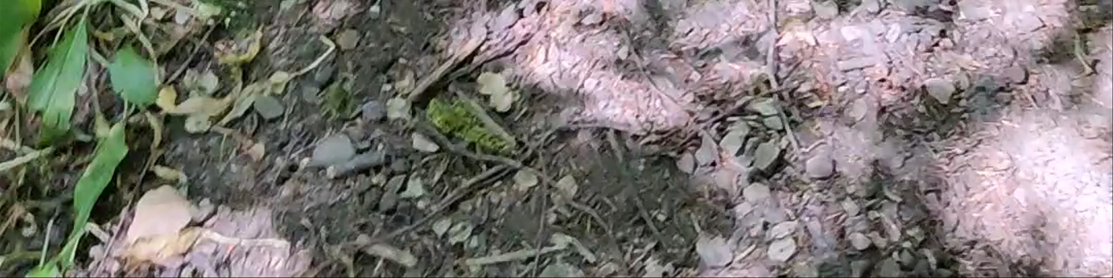 Serpentine Woods