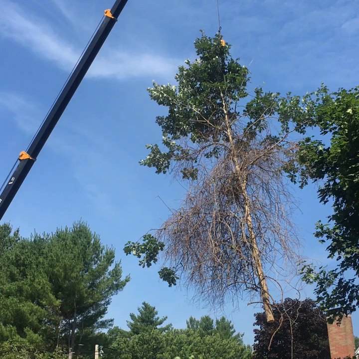 County Tree Service - Hoisting a tree with crane - Tree Services Near Me