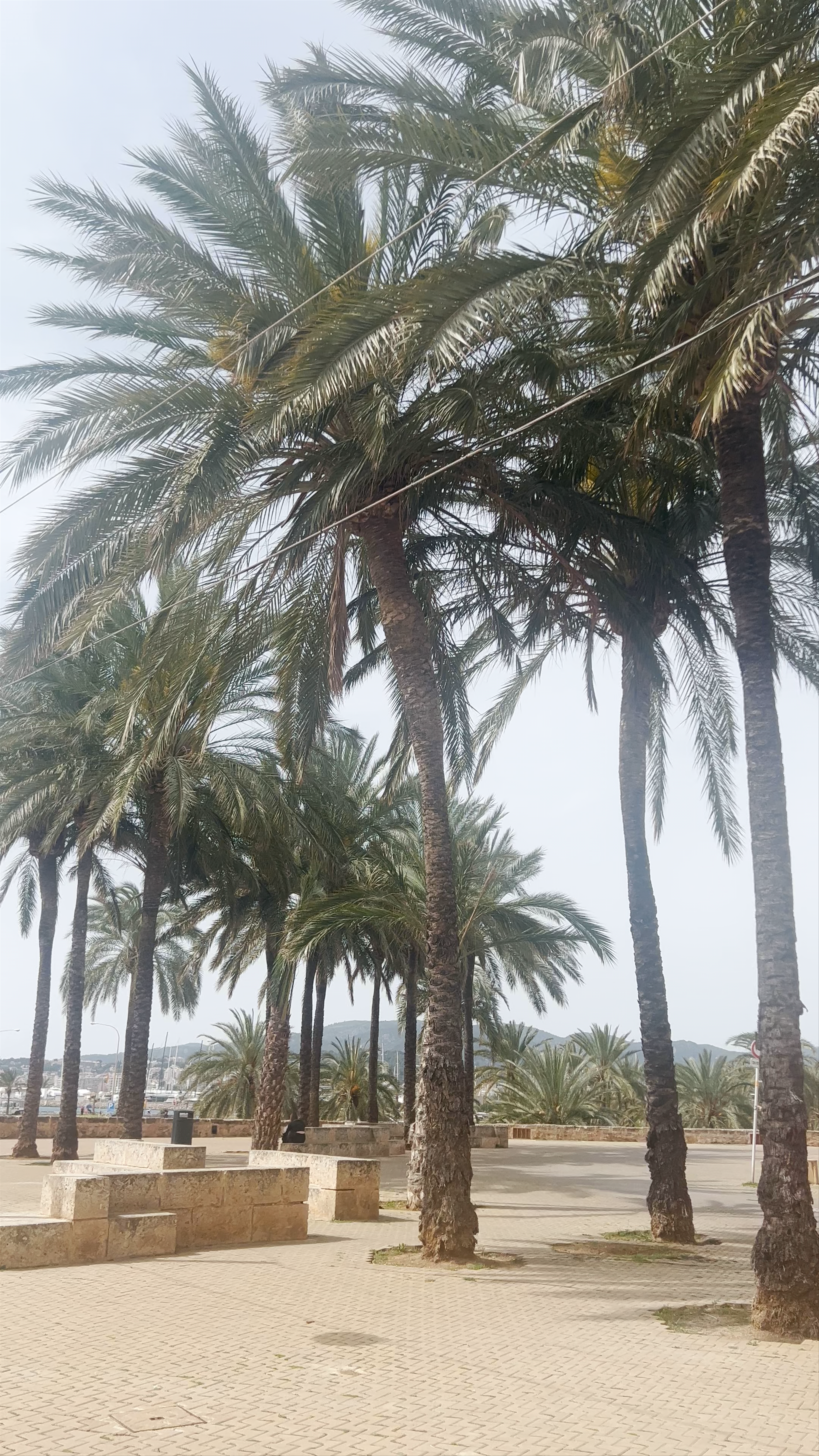 Sunlit Palm-Lined Promenade in Palma, Spain
