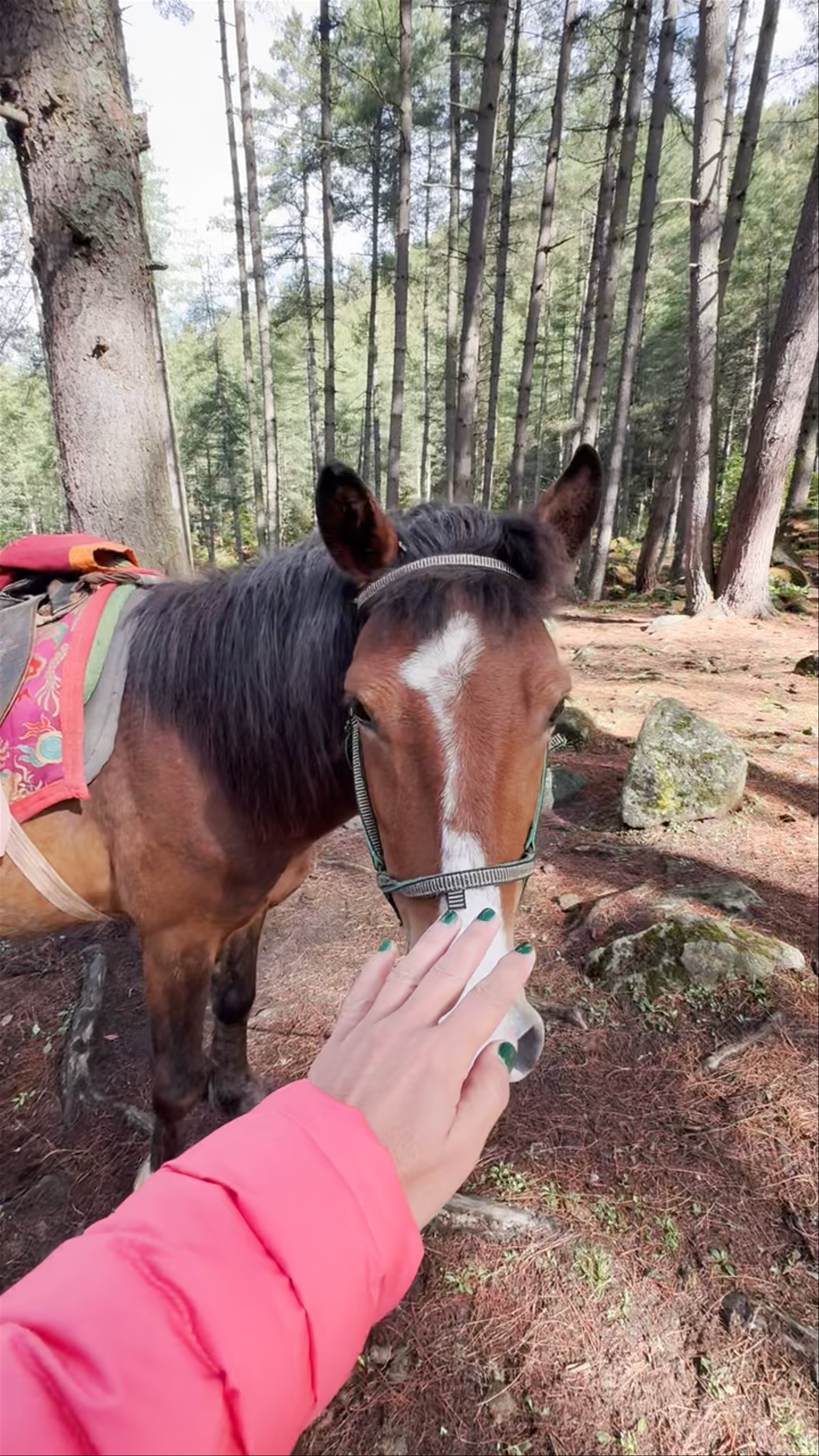 Horse Riding Experience Amidst Serene Pine Forests in Paro, Bhutan