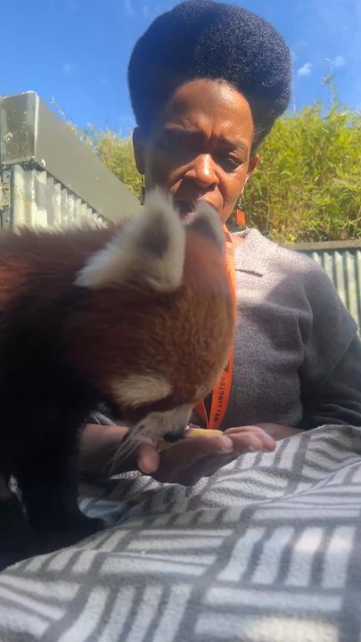 Wellington Zoo - This little cutie was the size of a house cat, had hair-padded feet (on the bottom!), and ate gingerly from my hand. - Zoos Near Me - Wellington, WGN