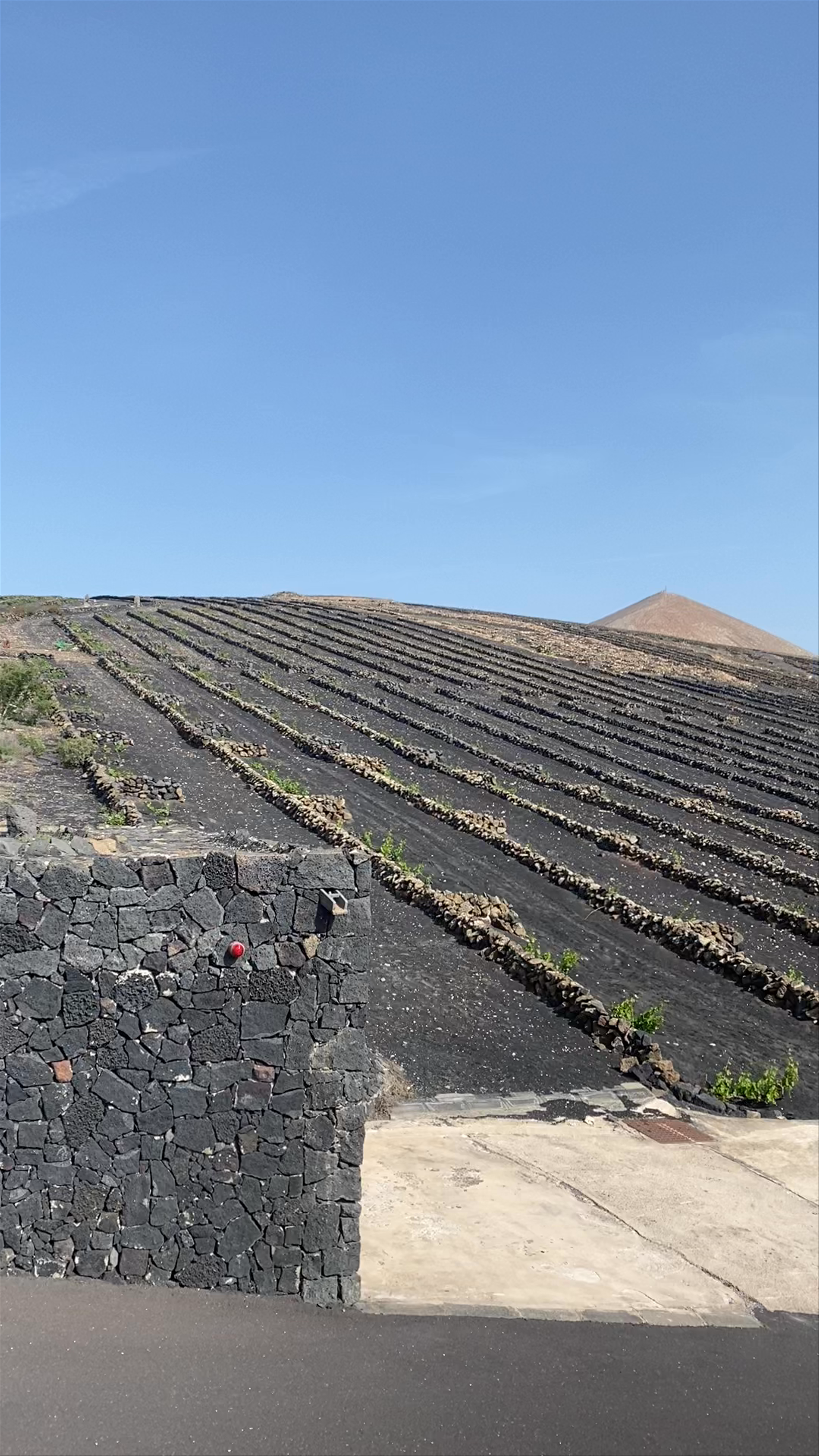 Bodegas Vega de Yuco: Volcanic Vineyards of Lanzarote