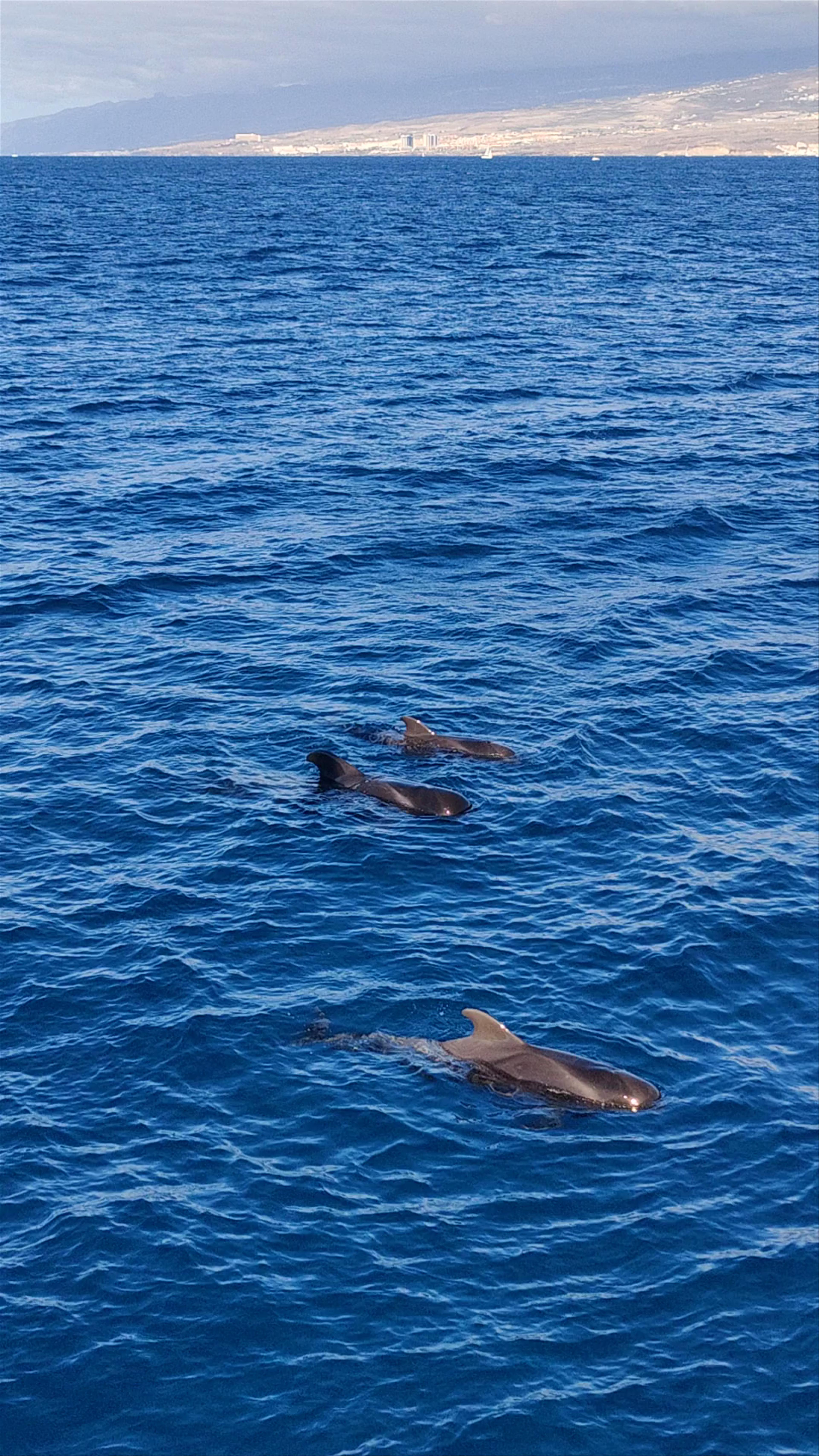 Whale and Dolphin Watching near Los Cristianos, Tenerife