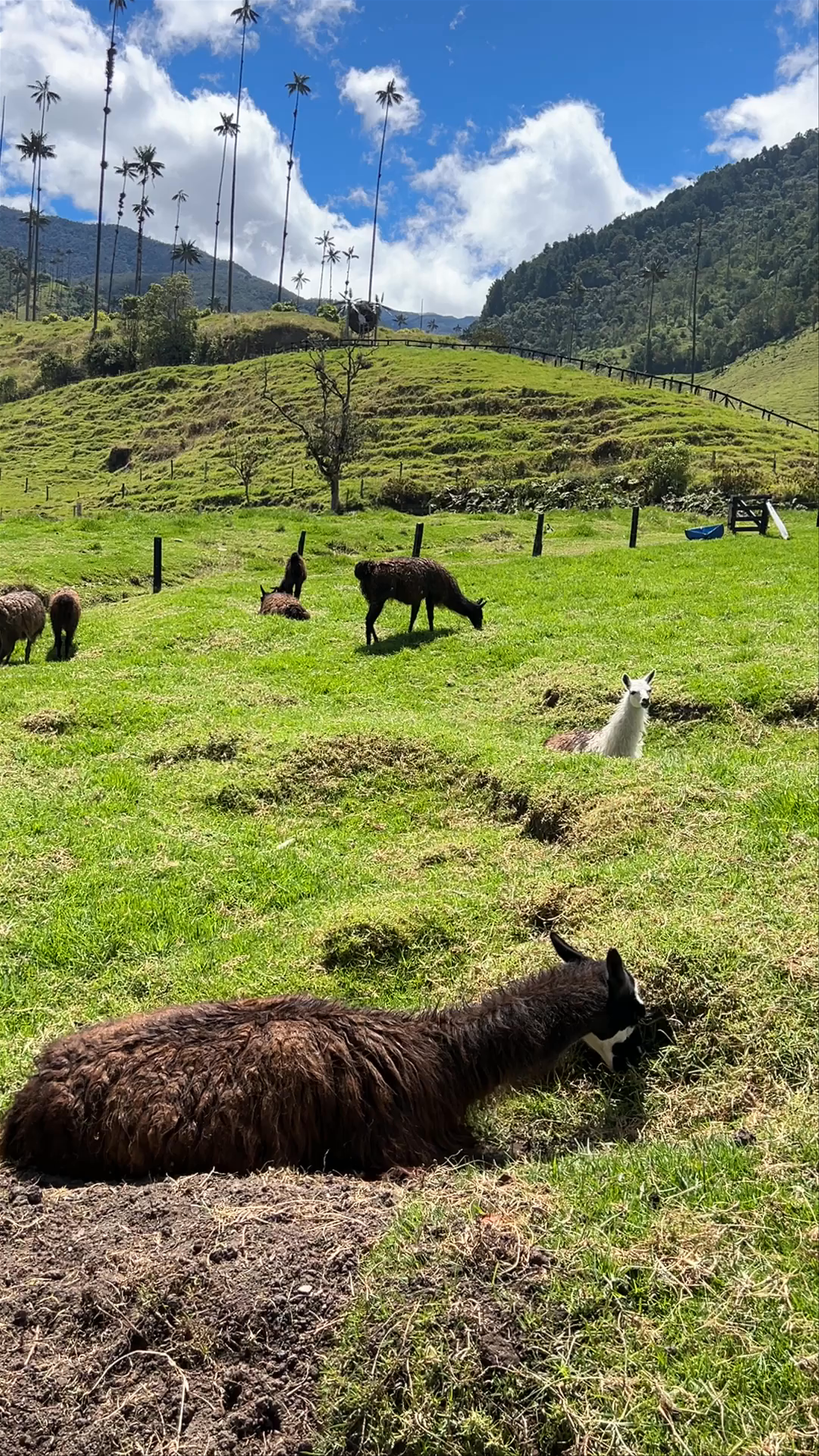 Valle del Cocora