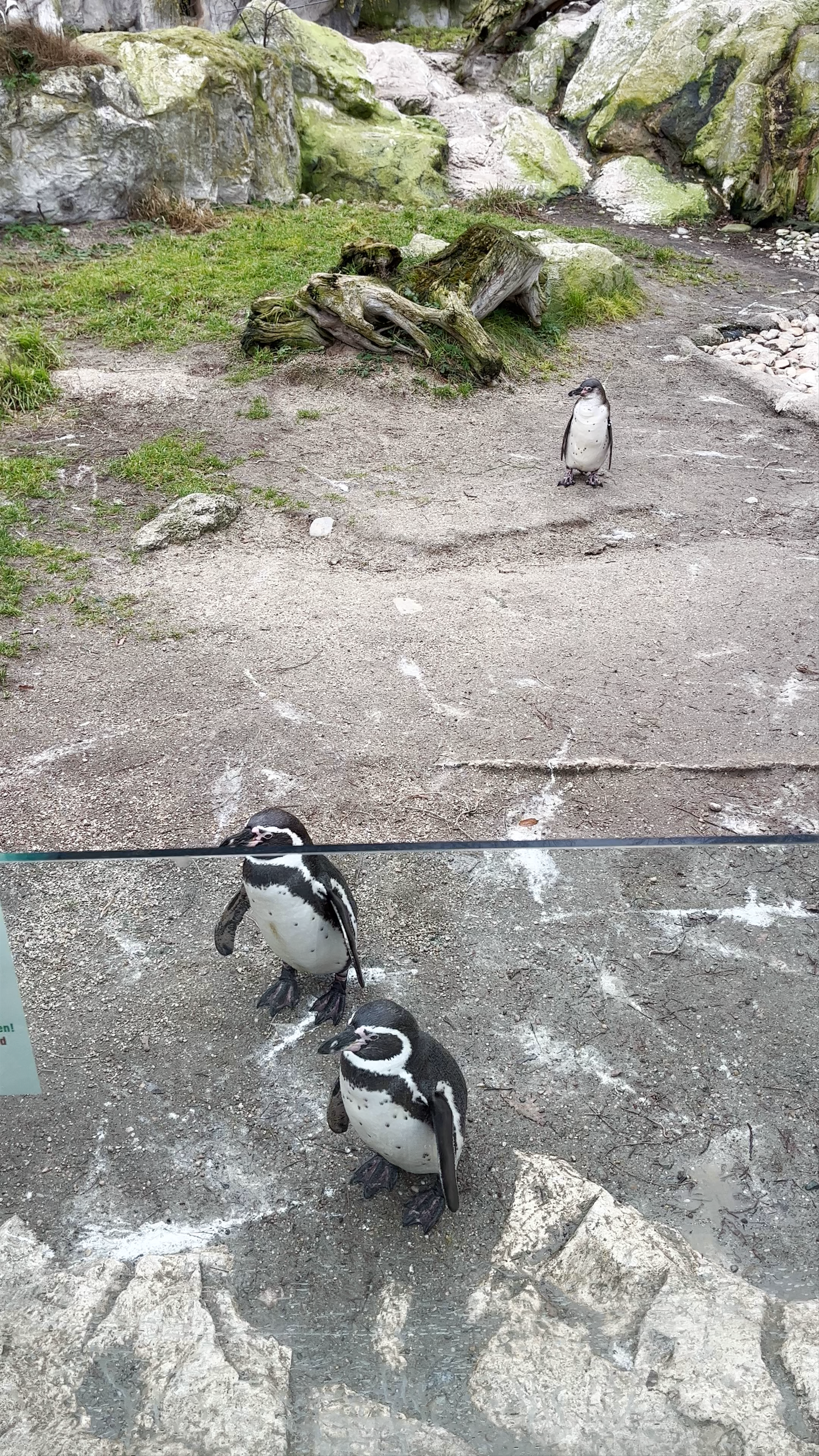 Schönbrunn Zoo