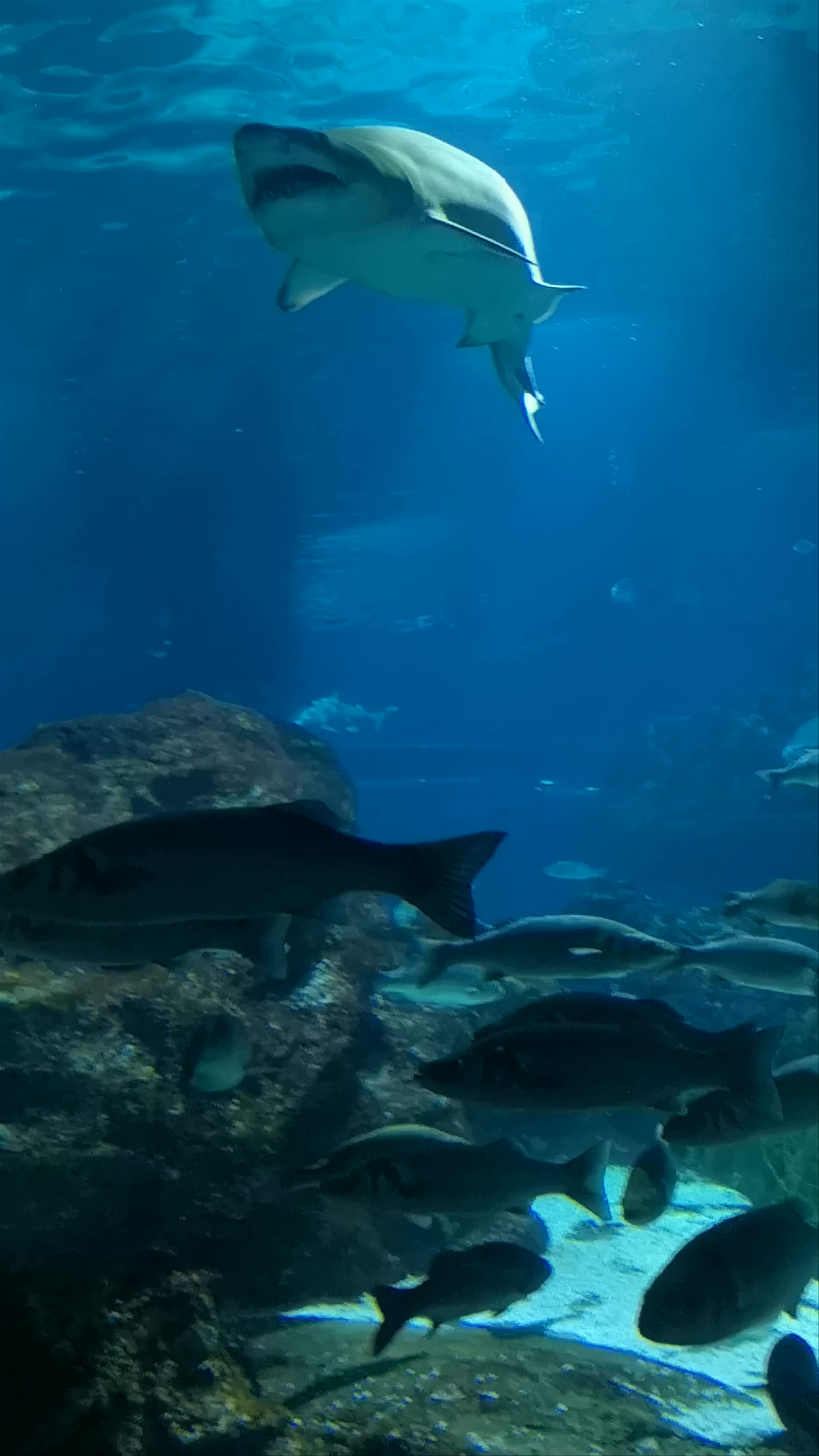 Underwater Wonder at Aquarium Barcelona