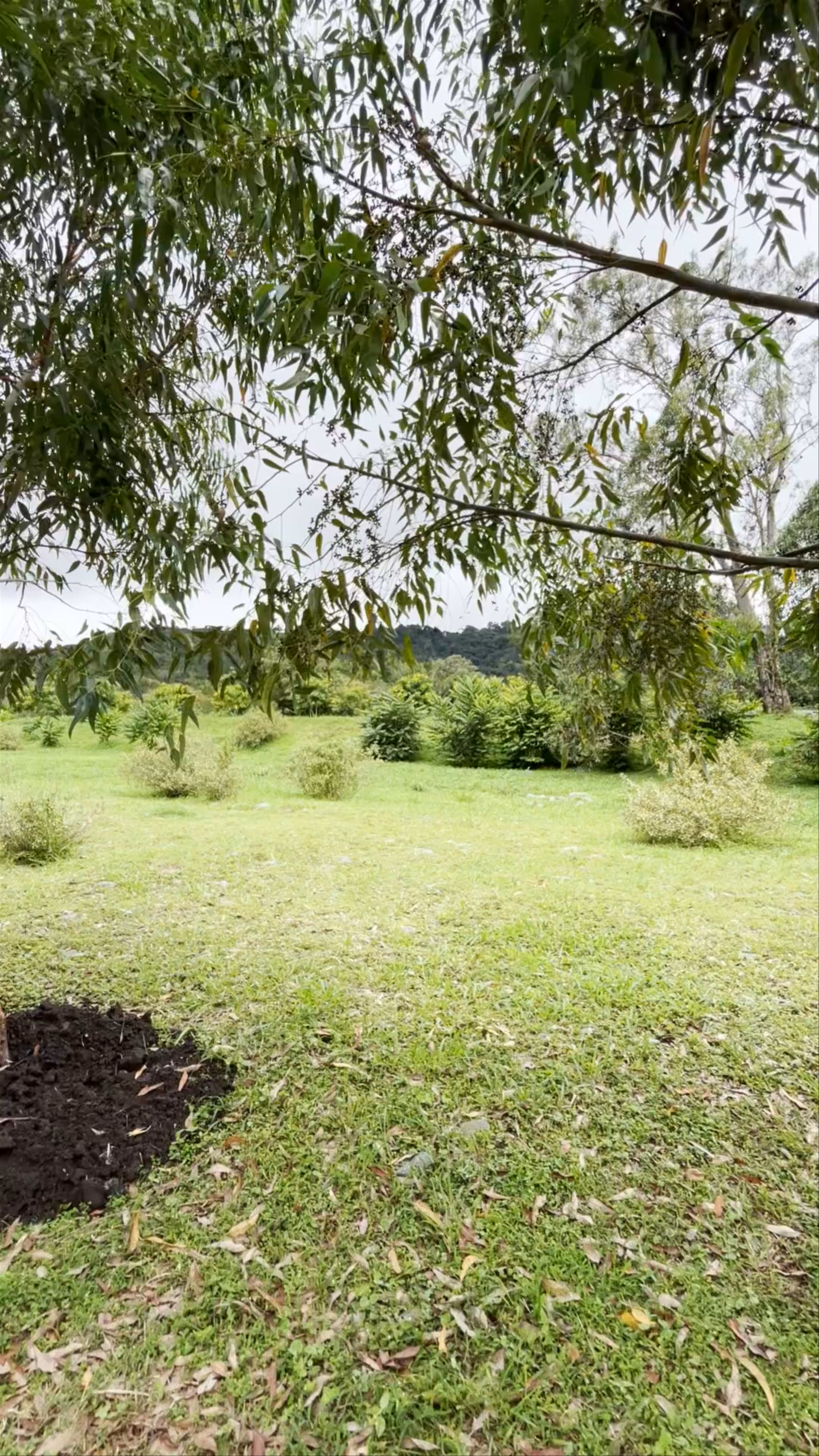 Parque Biblioteca Boquete