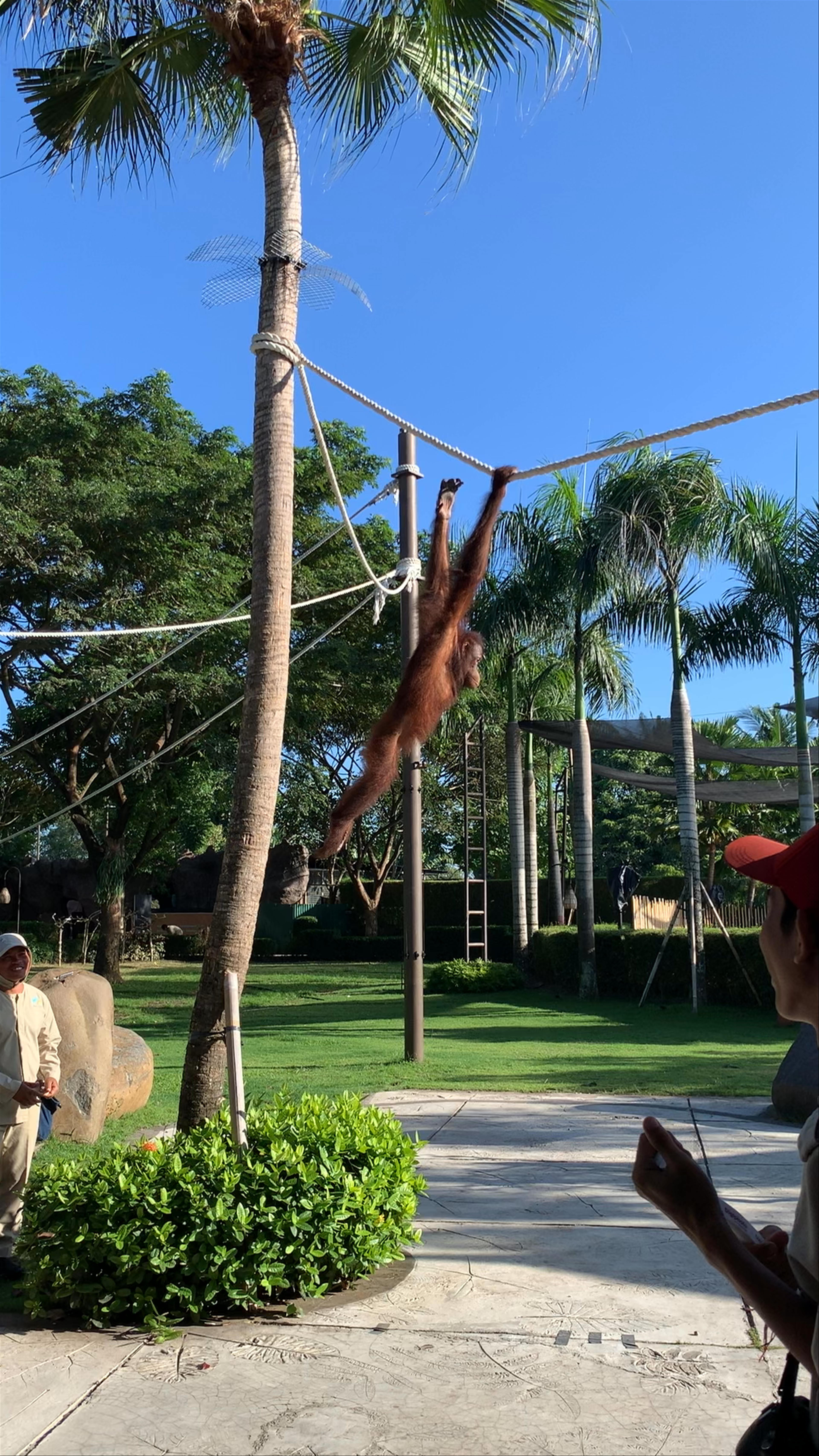 Vibrant Orangutan Play at Bali Zoo